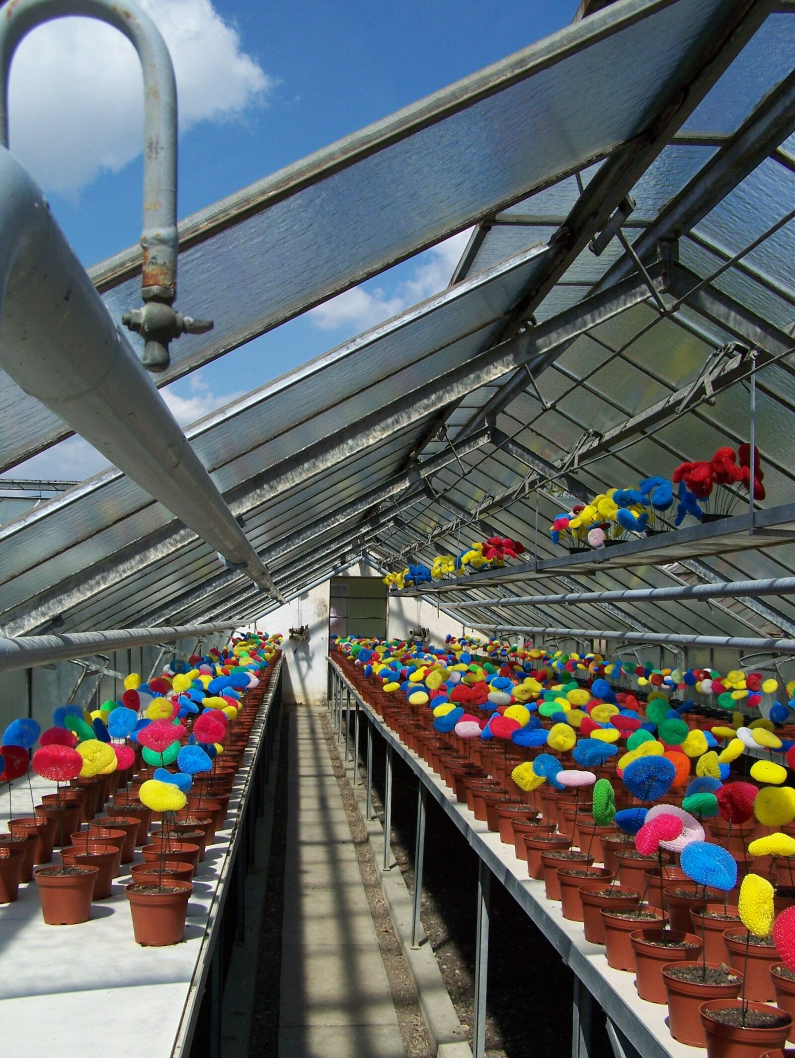 Kodak Z650 ZOOM DIGITAL CAMERA sample photo. Greenhouse, installation, flowerpot photography