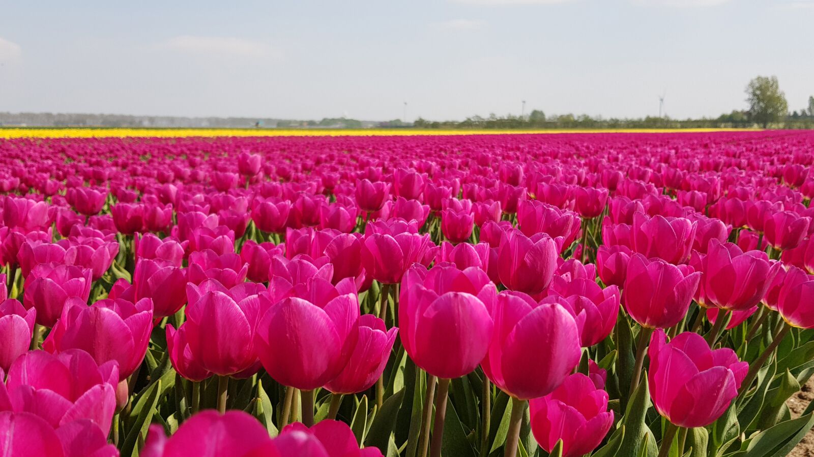 Samsung Galaxy S8 sample photo. Tulips, bulbs, tulip photography