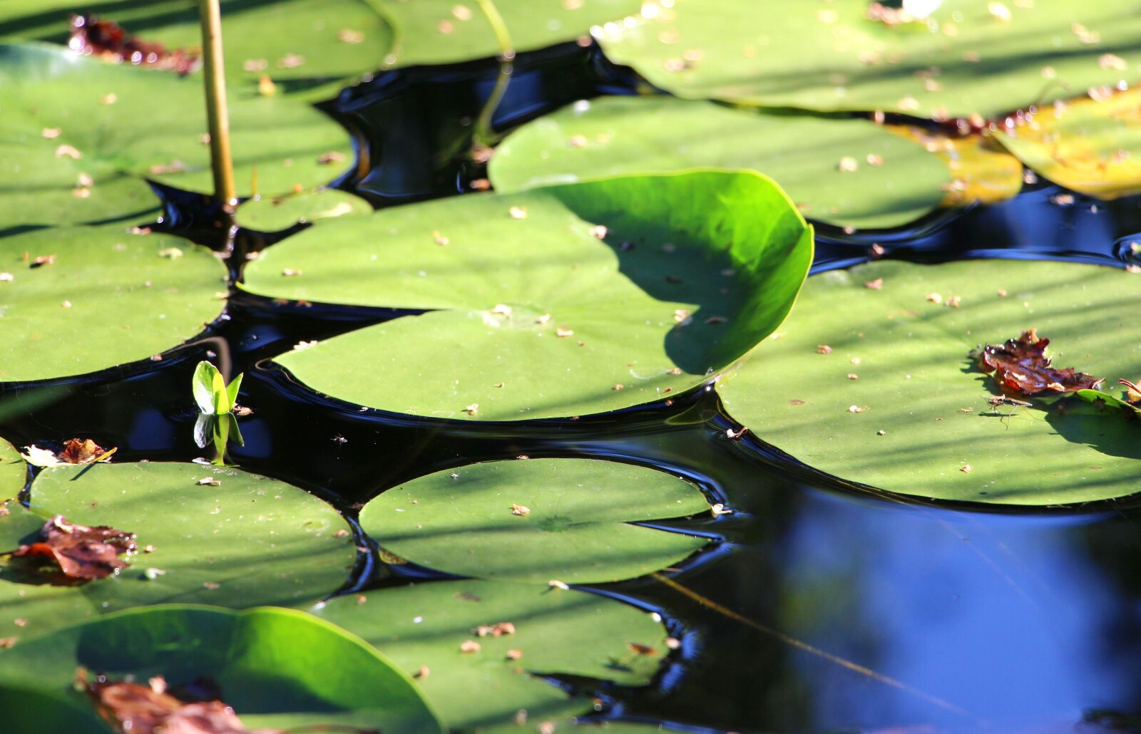 Canon EOS 650D (EOS Rebel T4i / EOS Kiss X6i) sample photo. Water lily, leaves, water photography