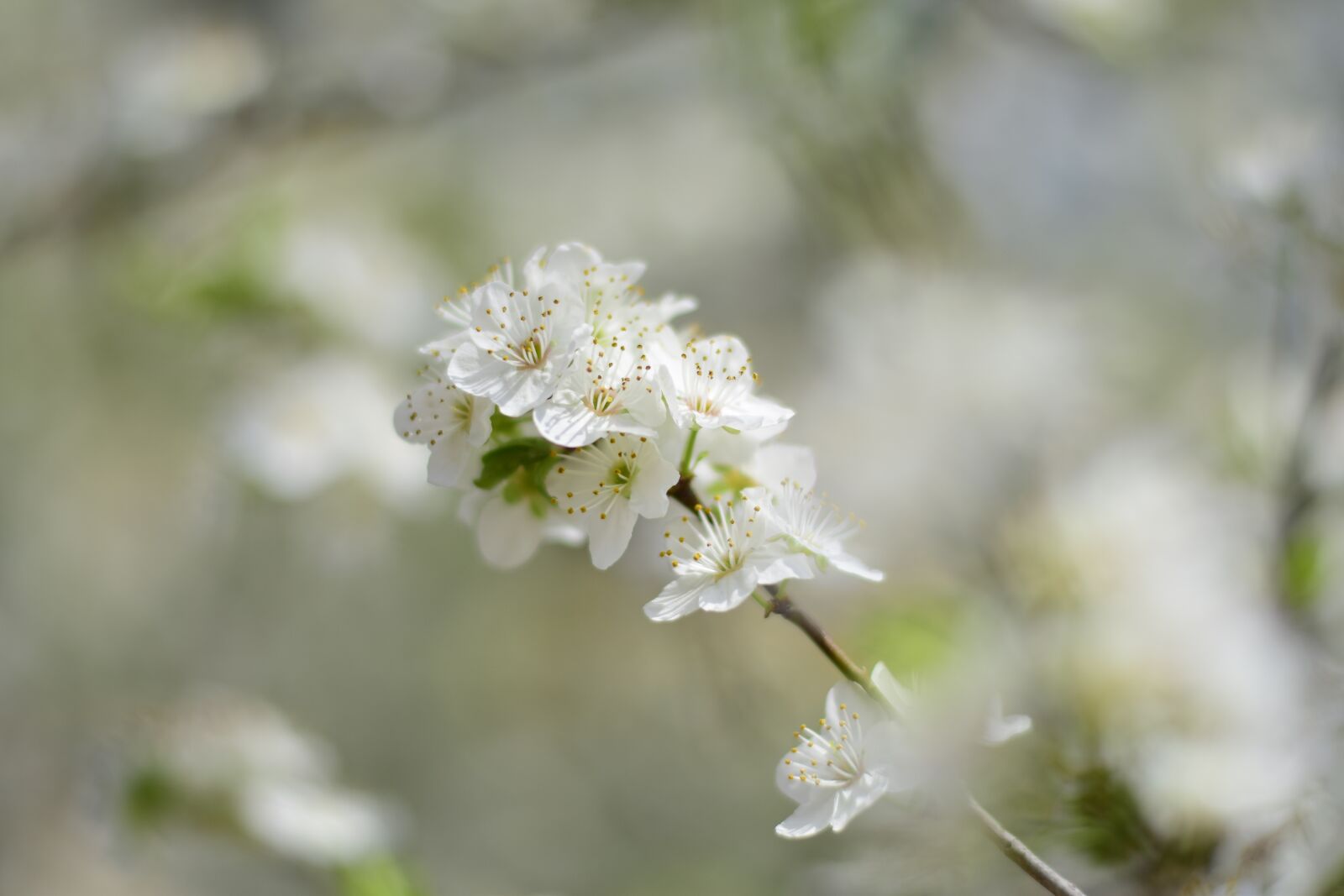 Nikon D5300 sample photo. Nature, flower, plant photography