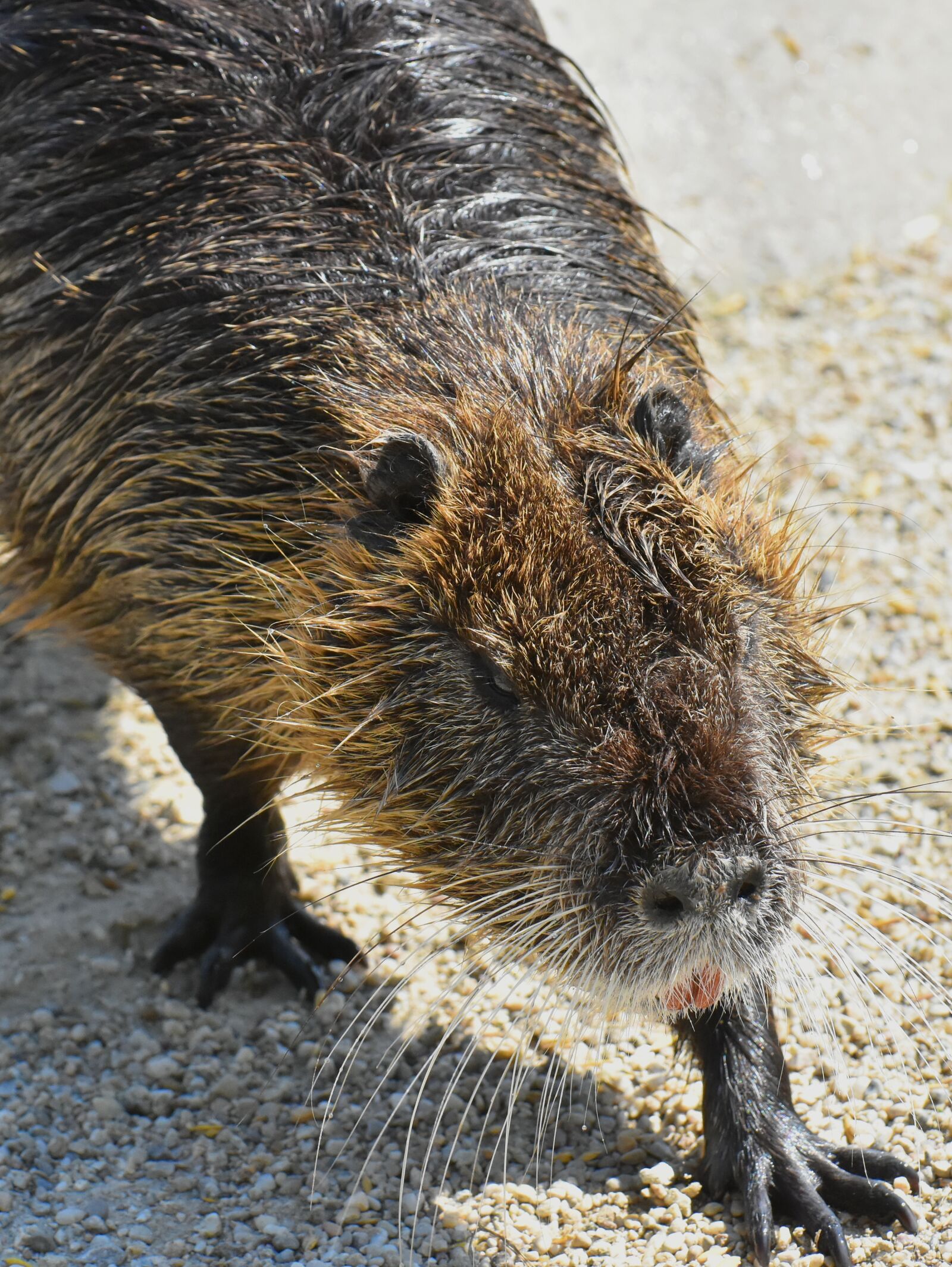 Nikon D7200 sample photo. Nutria, water rat, water photography