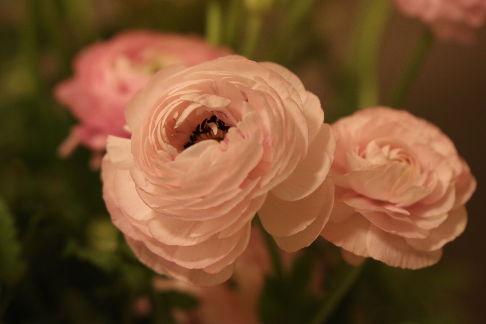 Canon EOS 7D Mark II sample photo. Flowers, buttercups, pink photography
