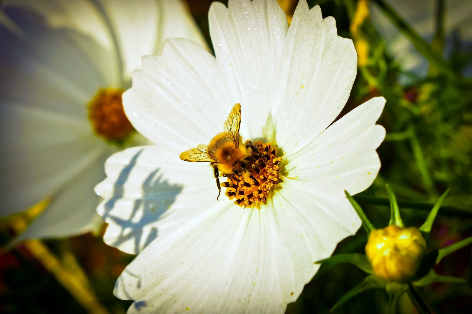 Olympus OM-D E-M10 sample photo. Chrysanthemum, flower, blossom photography