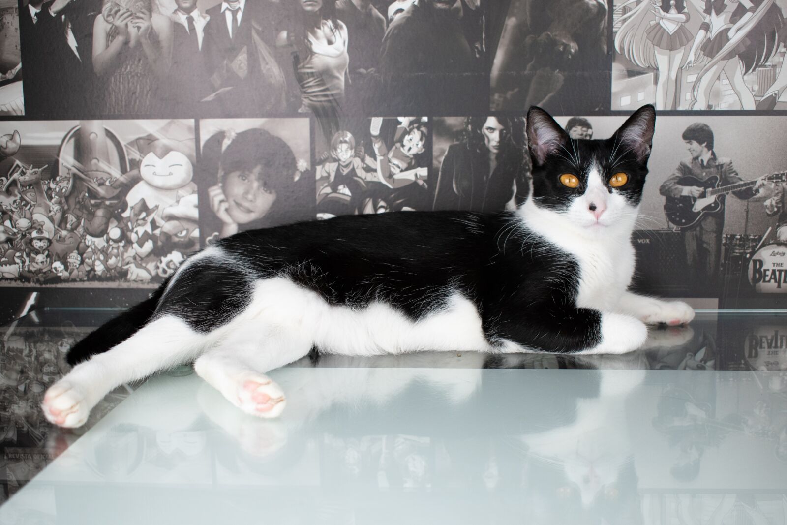 Nikon D5600 sample photo. Cat, gato, animal photography