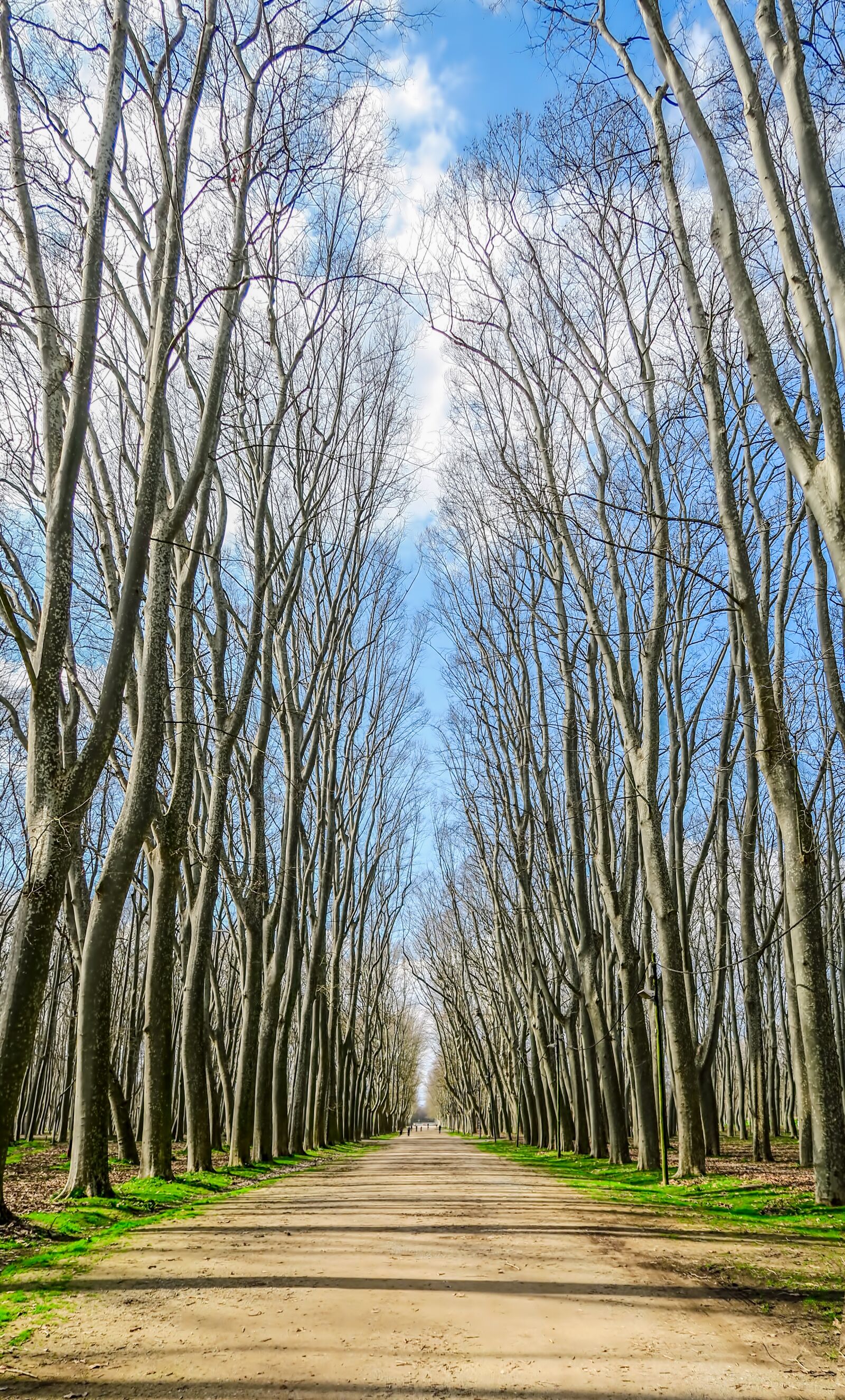 Canon PowerShot G7 X sample photo. Trees, winter, girona photography