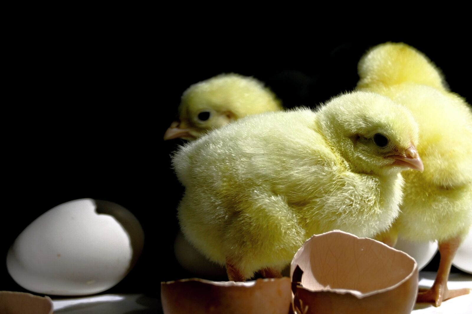 Panasonic Lumix DMC-FZ1000 sample photo. Chick, emergence, home photography