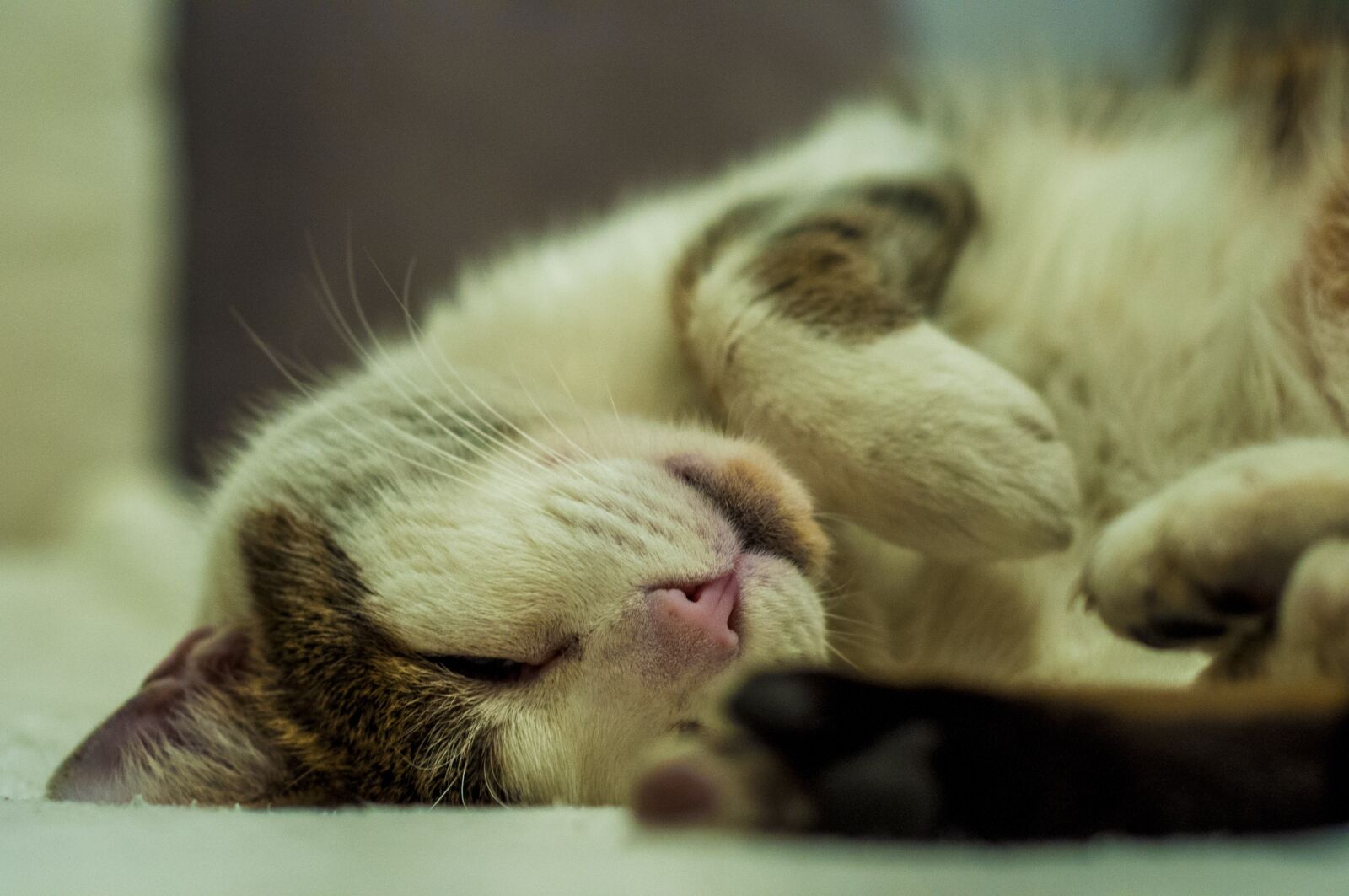 Nikon D90 sample photo. Cat, pet, fur photography