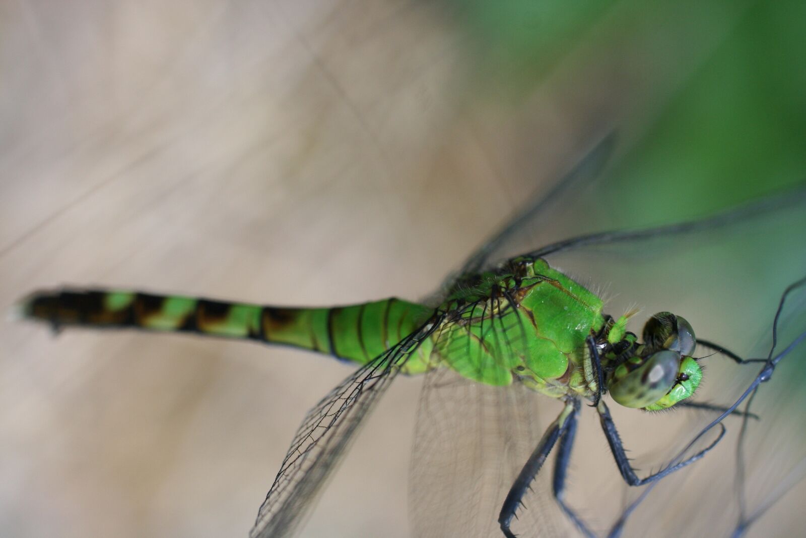 Canon EOS 350D (EOS Digital Rebel XT / EOS Kiss Digital N) sample photo. Insect, dragonfly, green photography