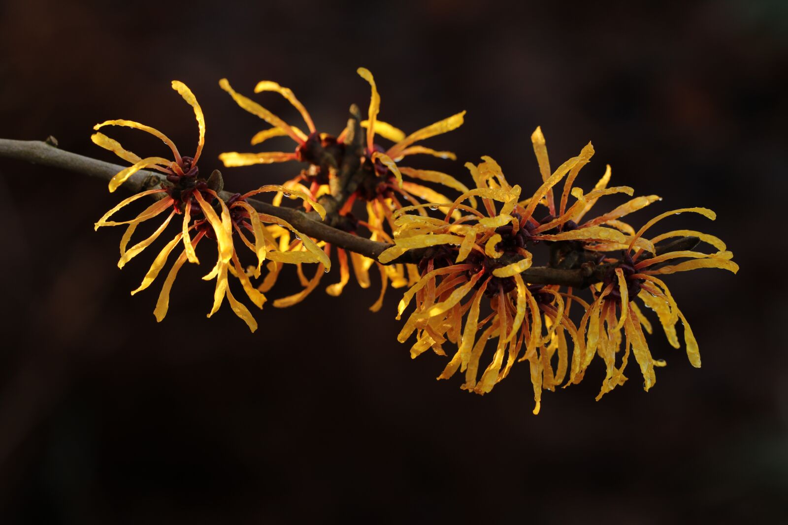 Canon EOS 80D sample photo. Hamamelis, flower, three photography