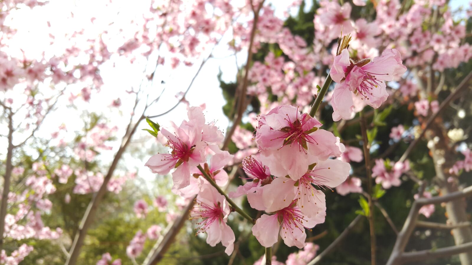 Samsung Galaxy Note4 sample photo. Flowers, plants, quarter photography