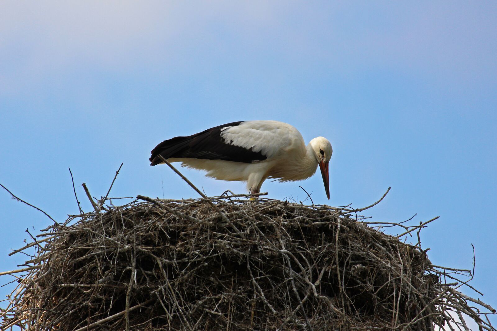 Canon EF-S 55-250mm F4-5.6 IS STM sample photo. Stork, rattle stork, bird photography