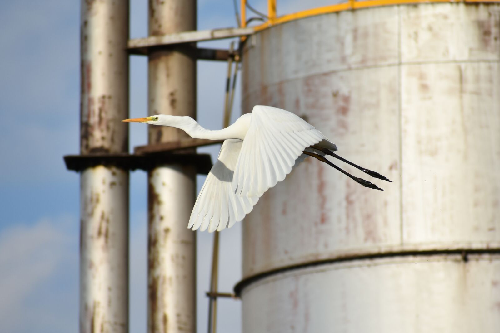 Nikon D7200 sample photo. Animal, factory, tank photography
