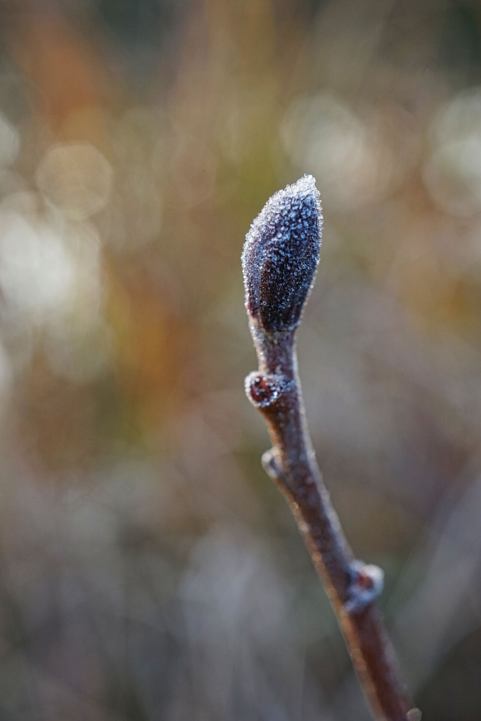 Sony a5100 + Sony E 30mm F3.5 Macro sample photo. Branch, frosty, cold photography