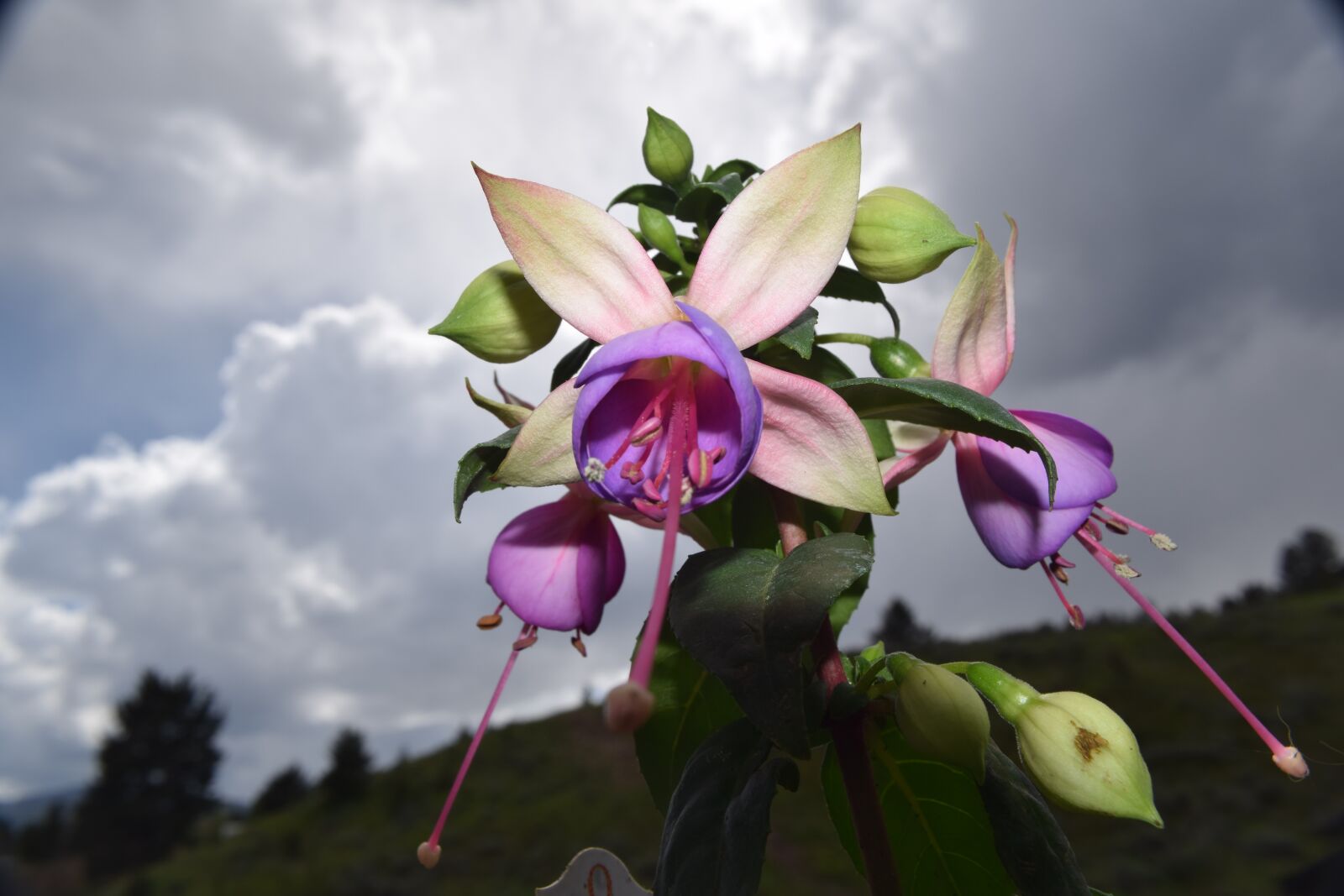 Nikon D5300 sample photo. Flower, purple, clouds photography
