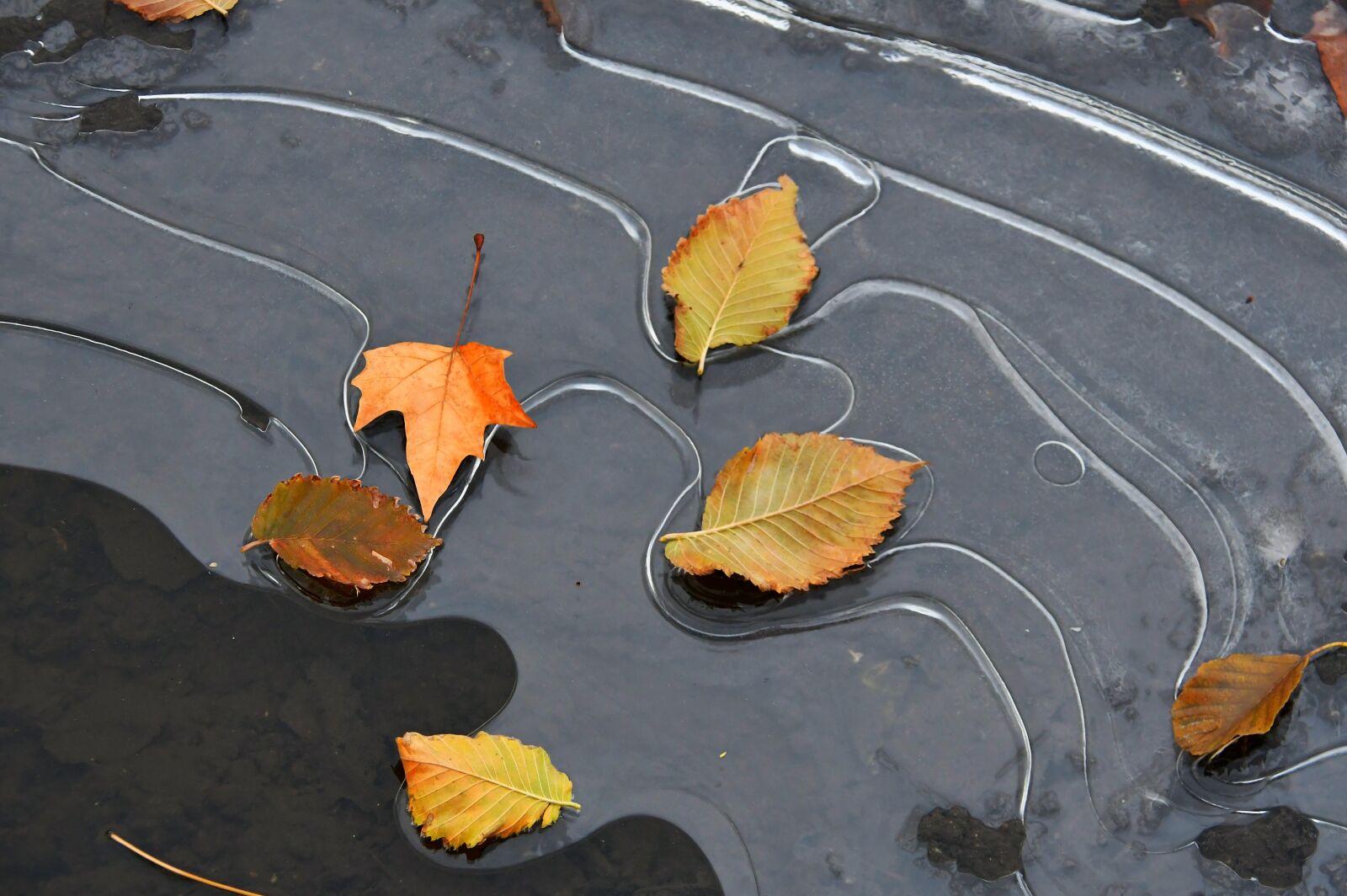 Nikon D3200 sample photo. Leaves, ice, frozen photography