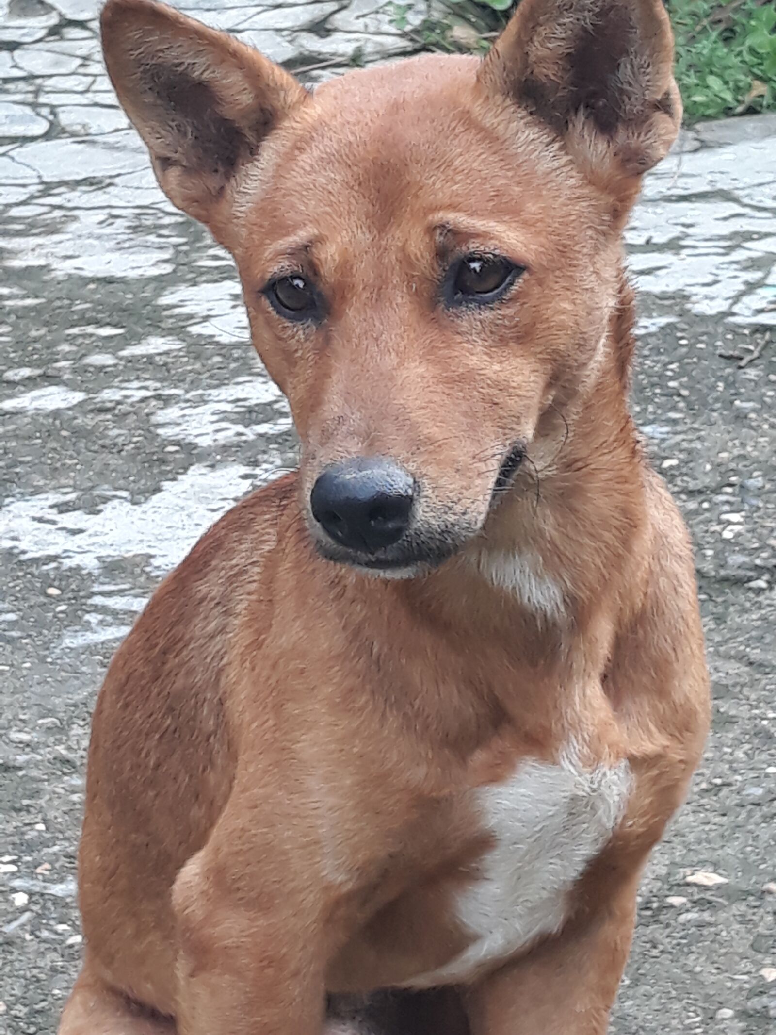 Samsung Galaxy J7 Pro sample photo. Dog, friend, animal photography