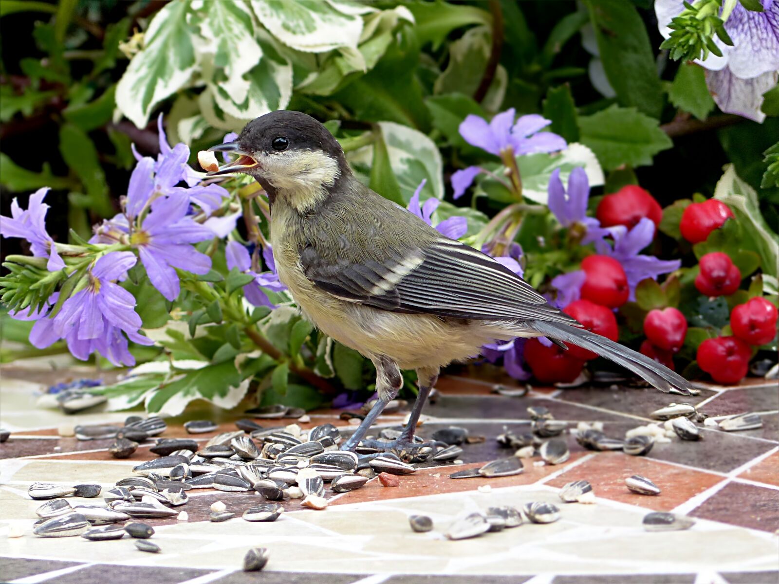Panasonic Lumix DMC-FZ200 sample photo. Bird, tit, parus major photography