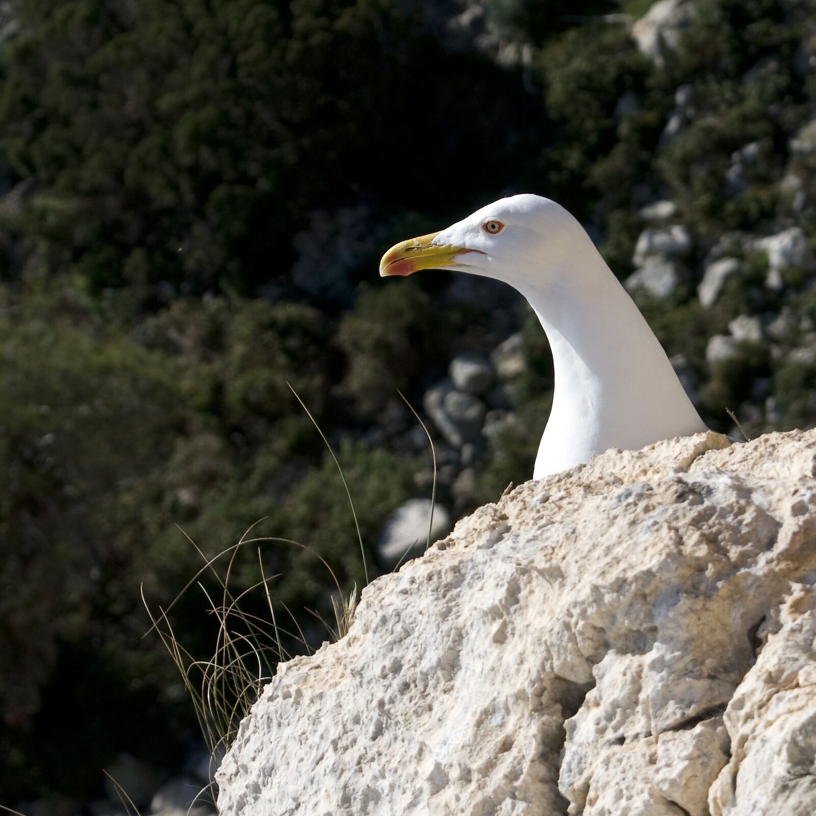 Nikon D300 sample photo. Seagull, gull, calpe photography