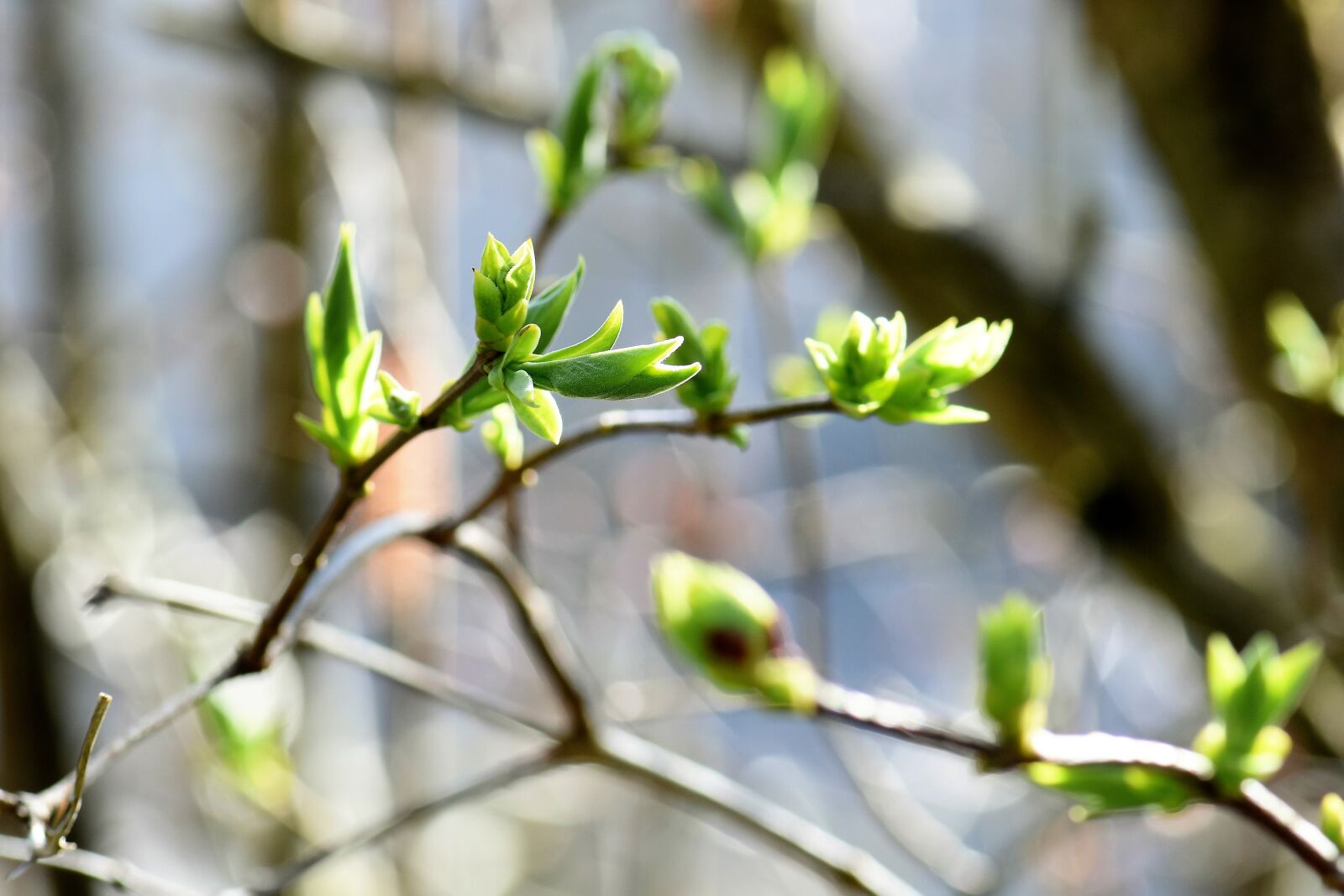 Nikon D5500 sample photo. Plant, nature, tree photography