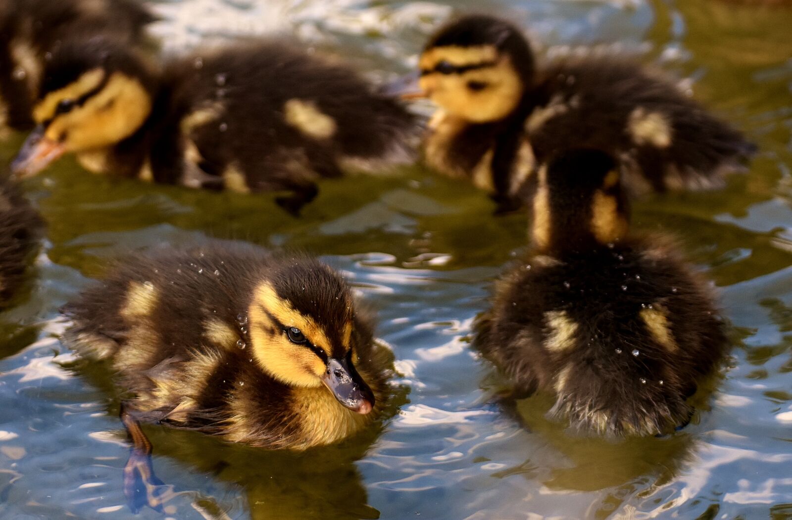Nikon D7200 sample photo. Mallard, chicks, baby photography