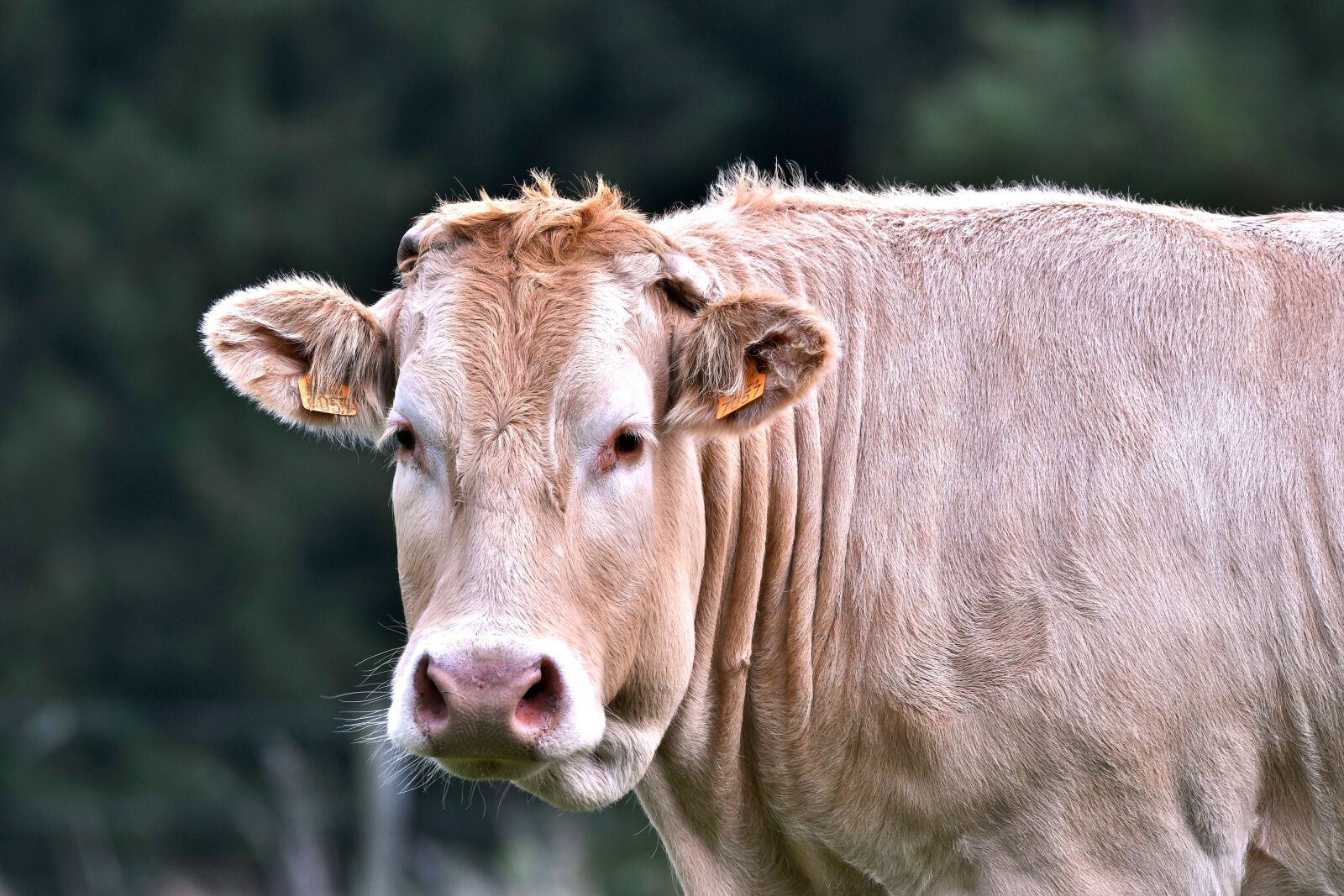 Nikon D500 sample photo. Cow, mammal, herkauwer photography