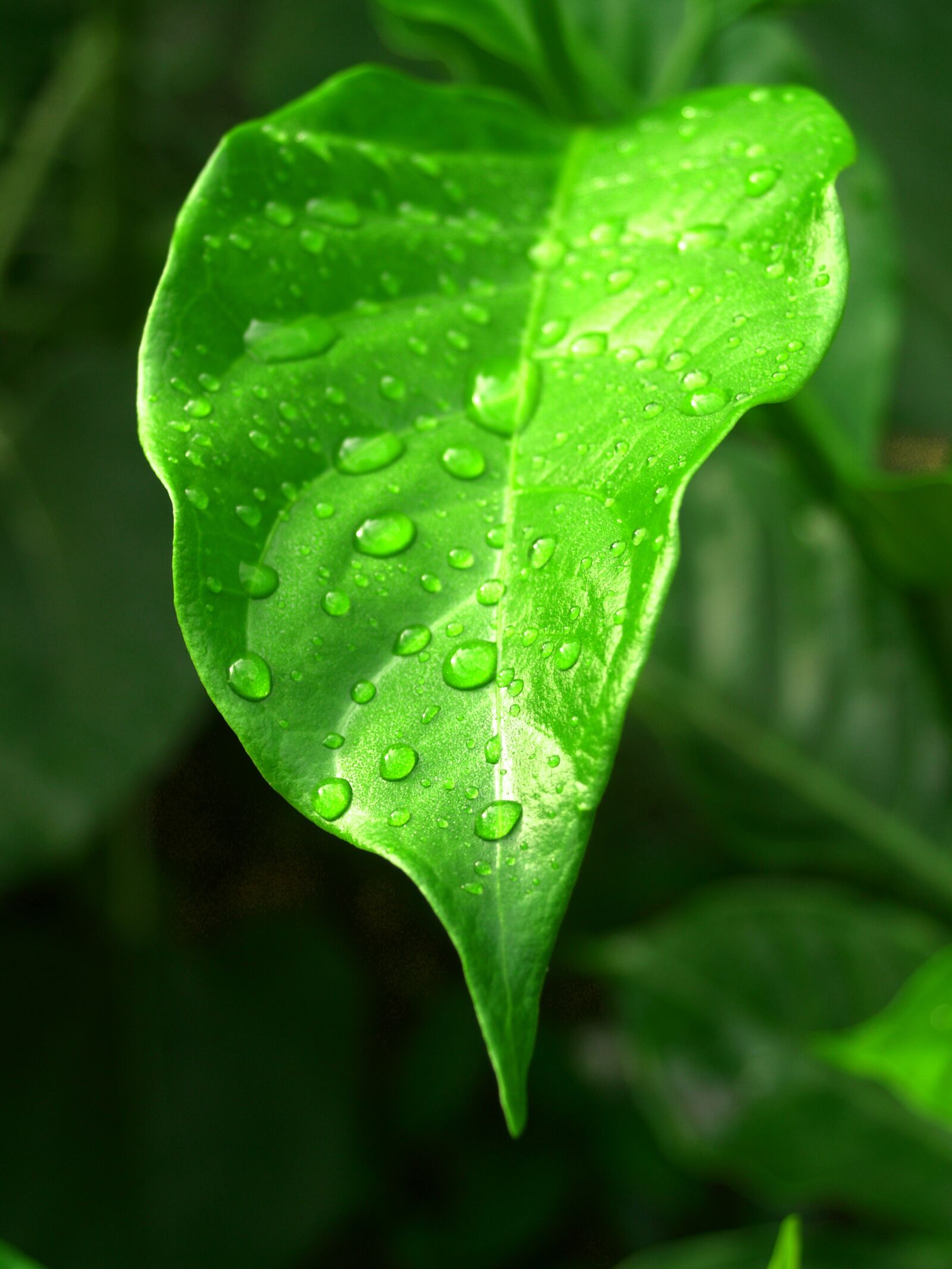 Olympus E-300 (EVOLT E-300) sample photo. Water, drops, leaf photography