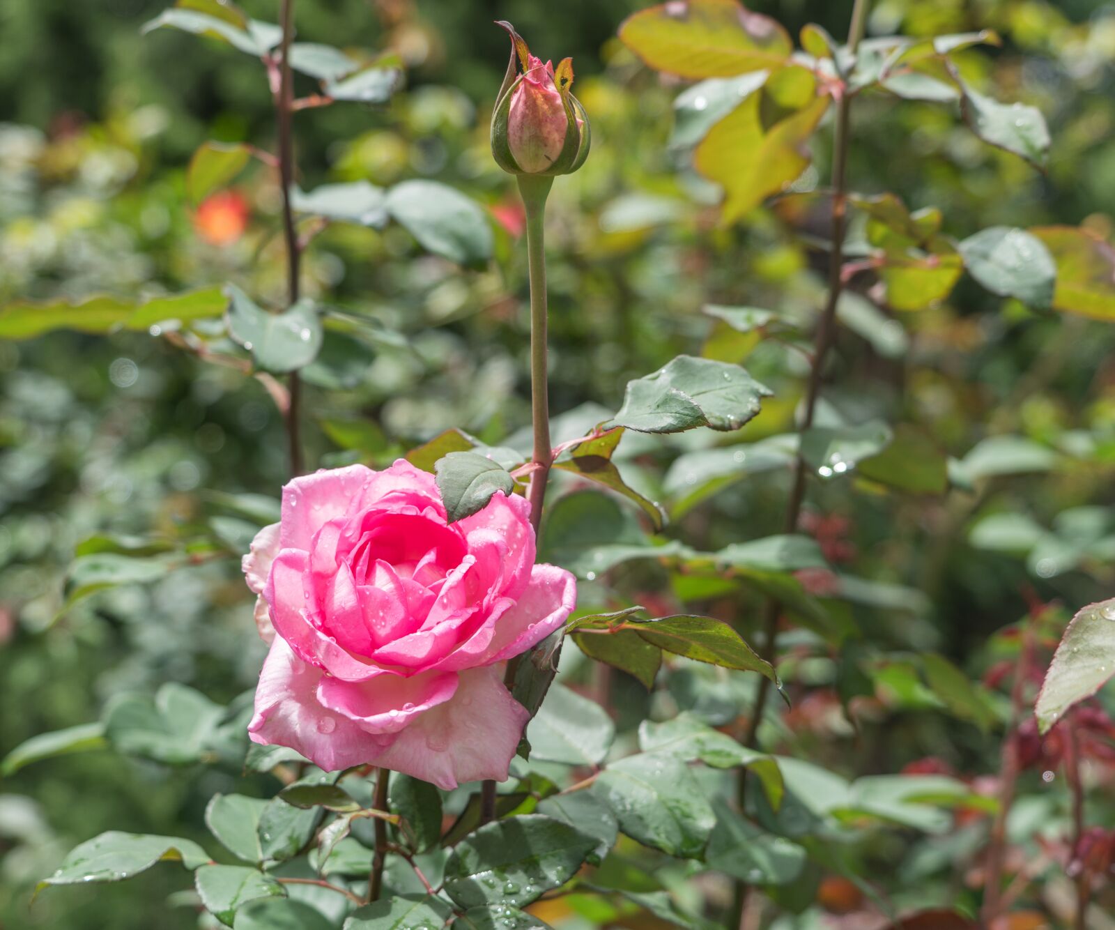 Sony a7R II + Sony FE 24-240mm F3.5-6.3 OSS sample photo. Rose, flower, bud photography