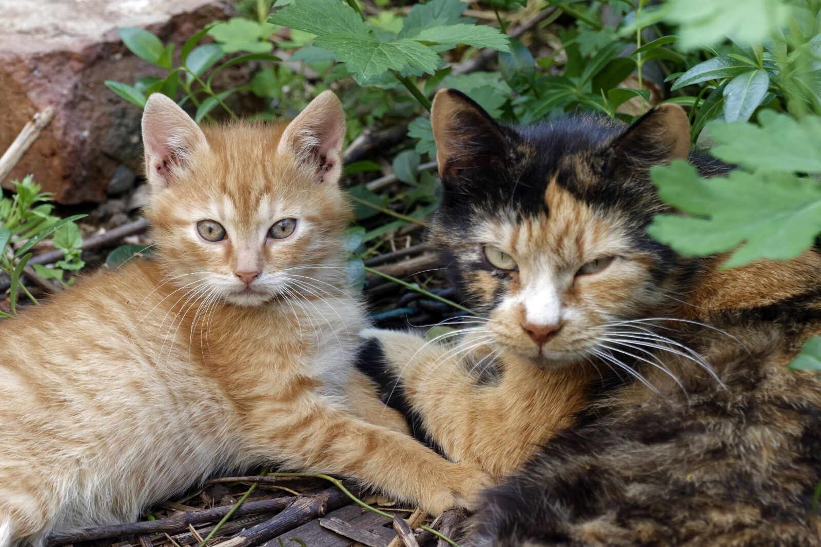 Nikon D5300 sample photo. Cats, animals, feline photography