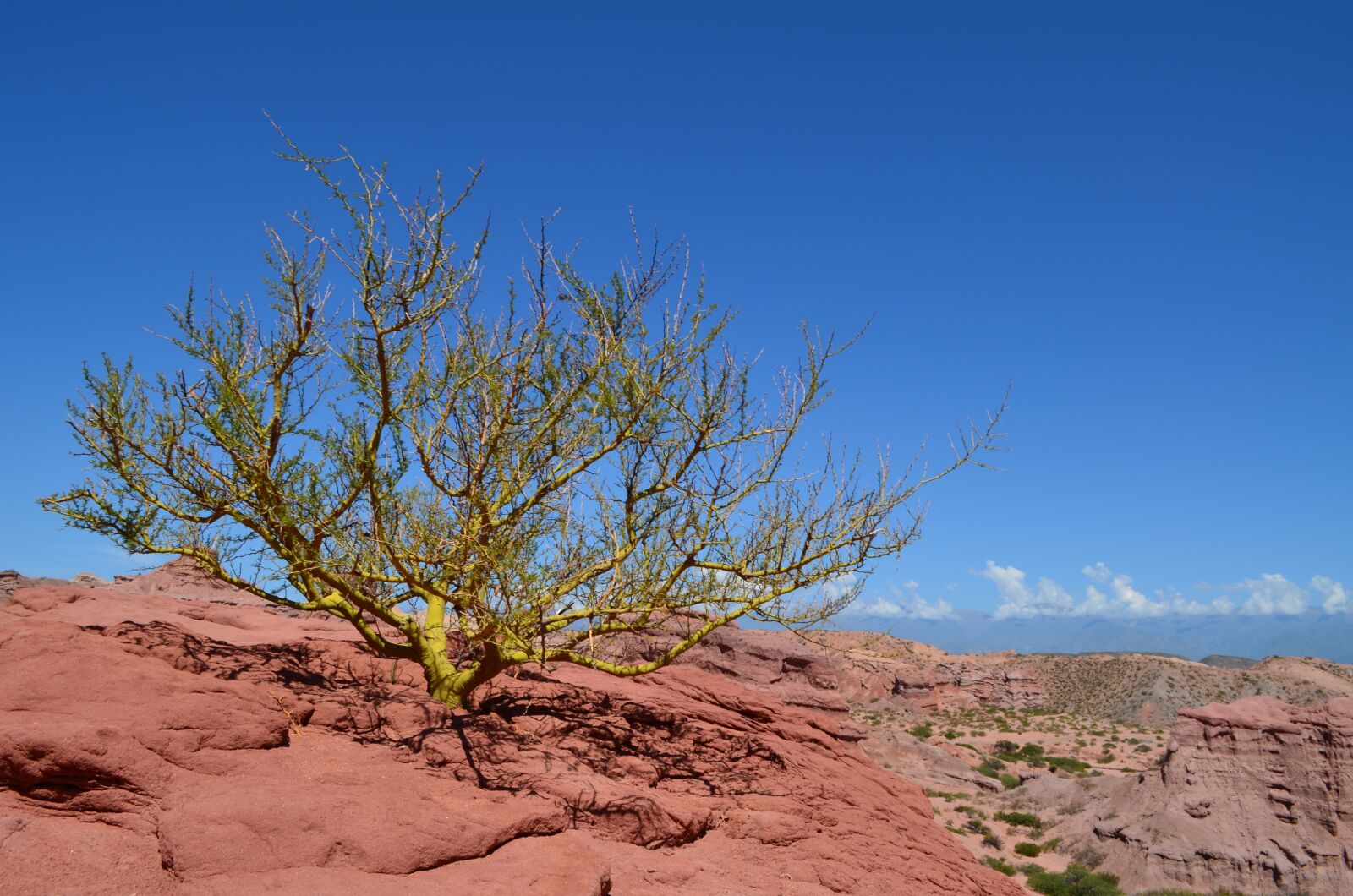 Nikon D5100 sample photo. Tree, rocks, mountain photography