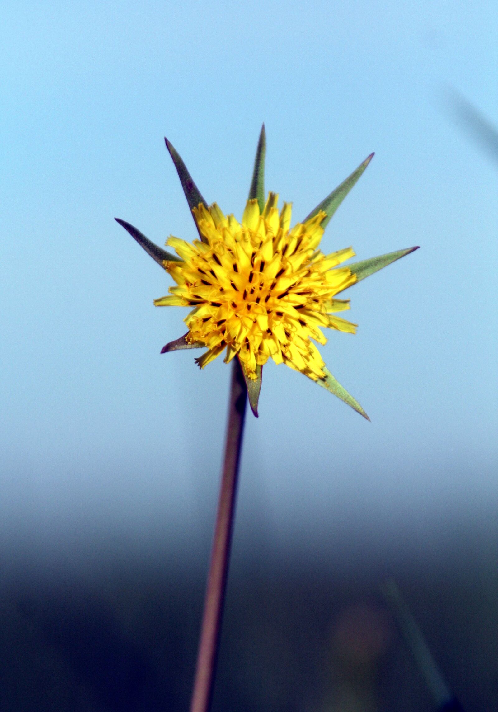 Canon EOS 350D (EOS Digital Rebel XT / EOS Kiss Digital N) sample photo. Flower, yellow, sky photography
