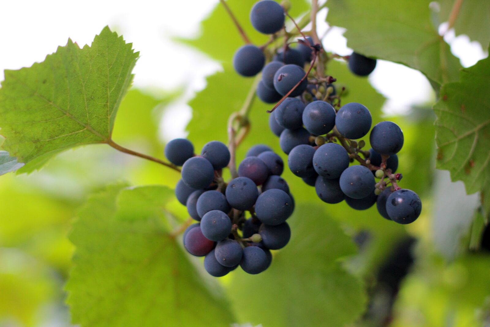 Canon EOS 100D (EOS Rebel SL1 / EOS Kiss X7) + Canon EF 50mm F1.8 STM sample photo. Grapes, plant, garden photography