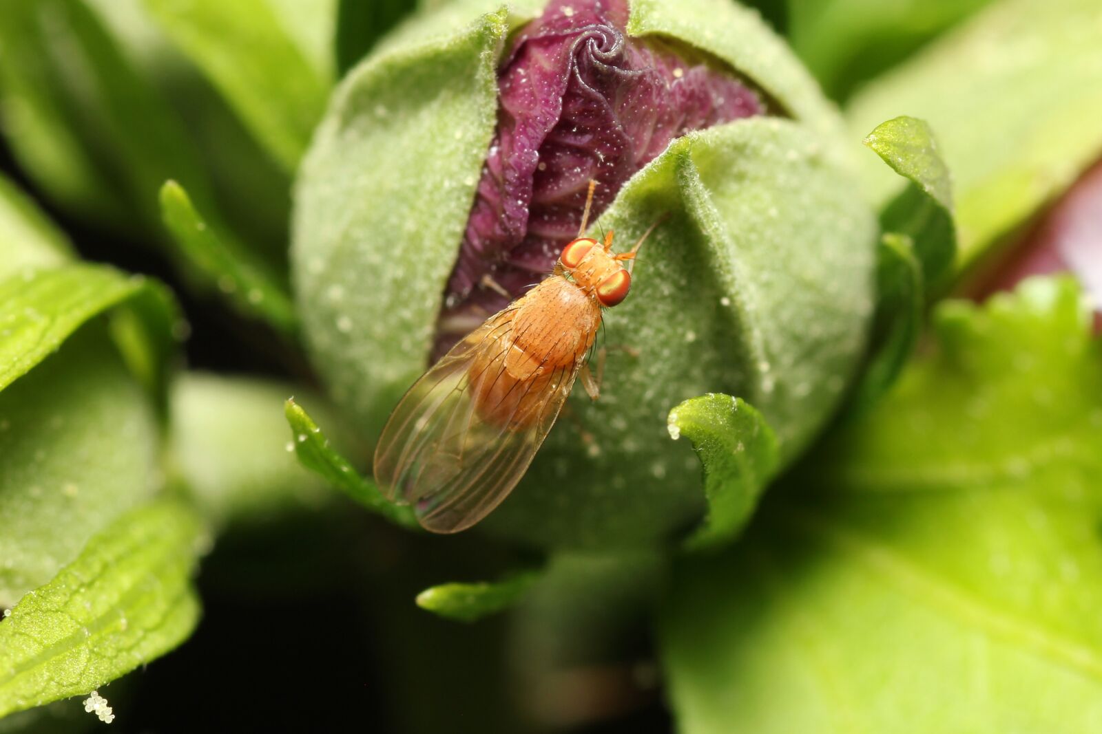 Canon EOS 60D sample photo. Fly, transparent, plant photography