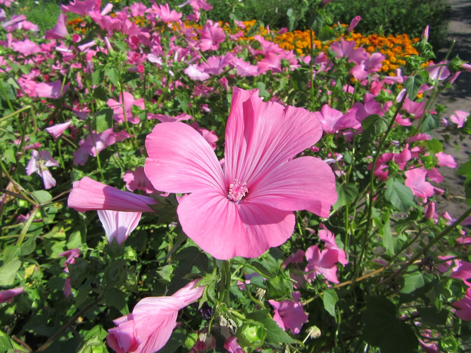 Canon PowerShot SX610 HS sample photo. Pink flower, bloom, flowers photography