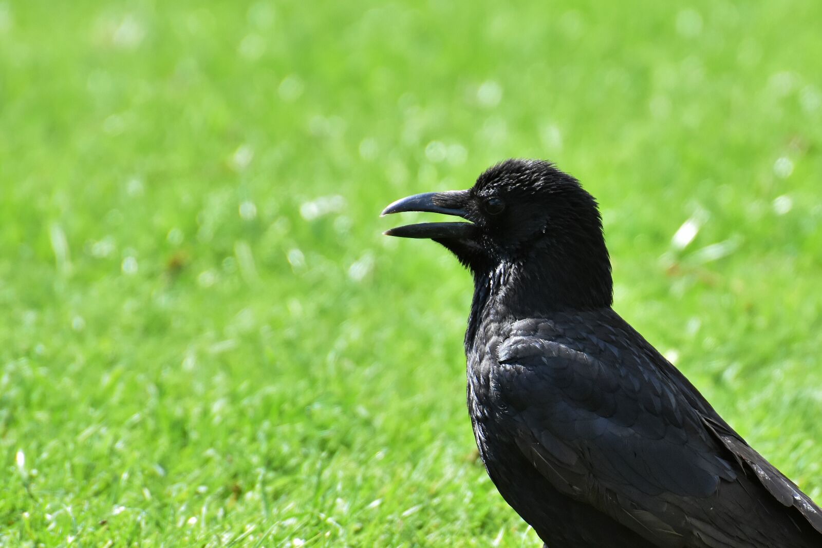 Nikon D7200 sample photo. Crow, raven bird, raven photography