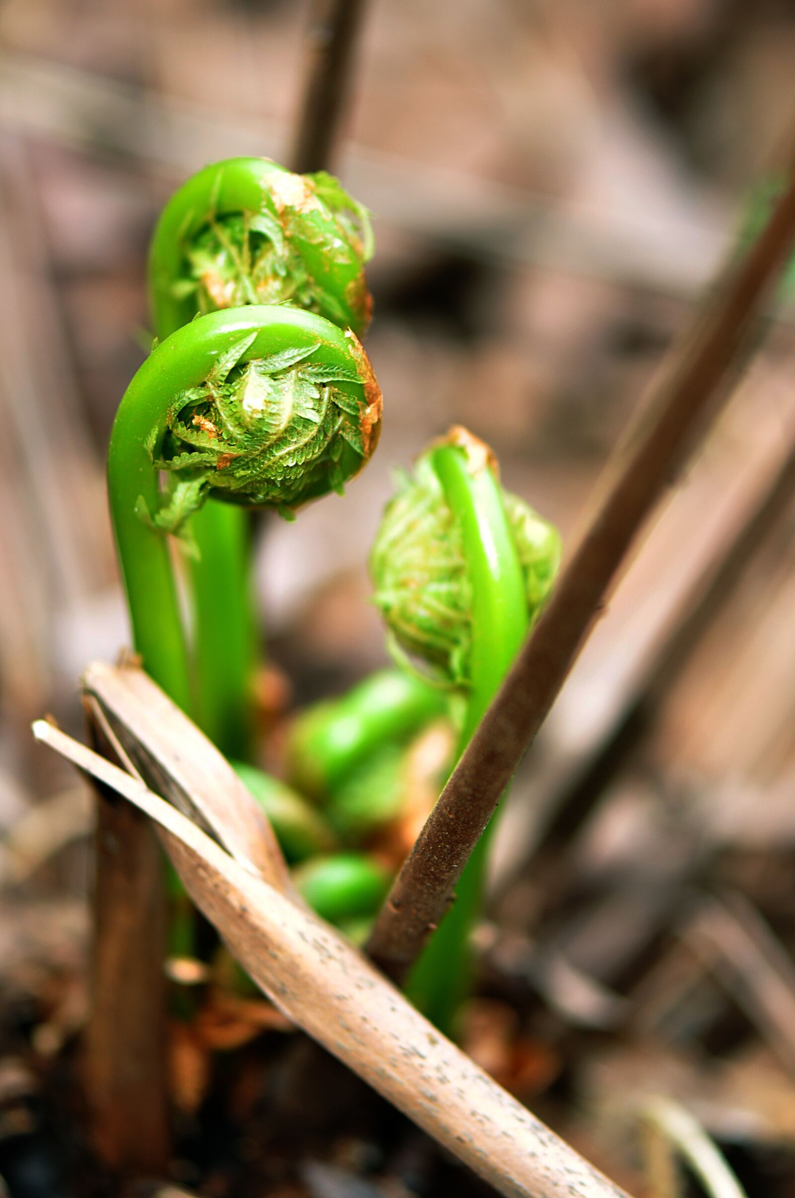 Nikon D90 sample photo. Fiddlehead ferns, fiddle, fern photography