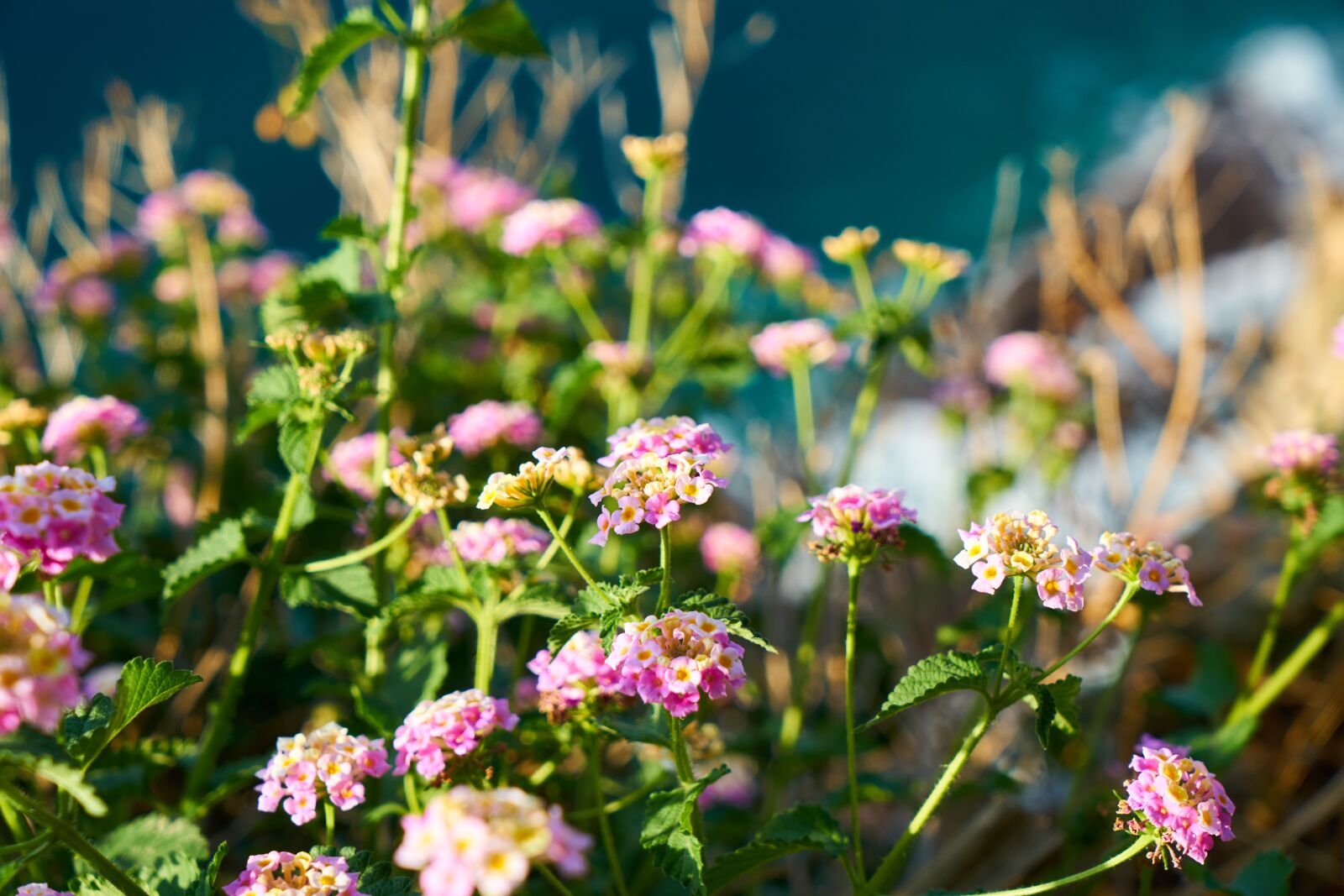 Sony a7R II sample photo. Nature, flowers, macro photography