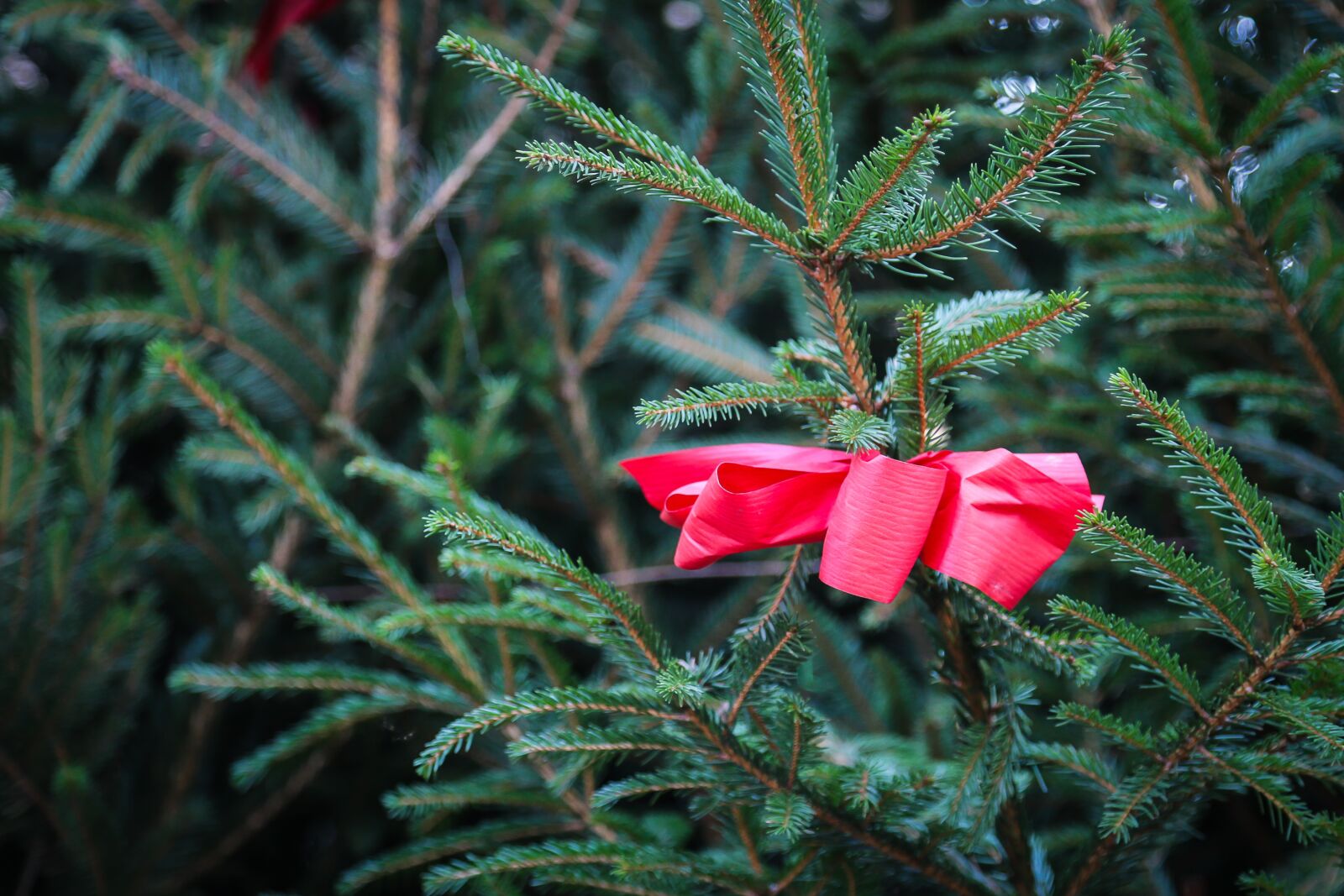 Canon EF 24-105mm F4L IS USM sample photo. Advent, christmas, tannenzweig photography