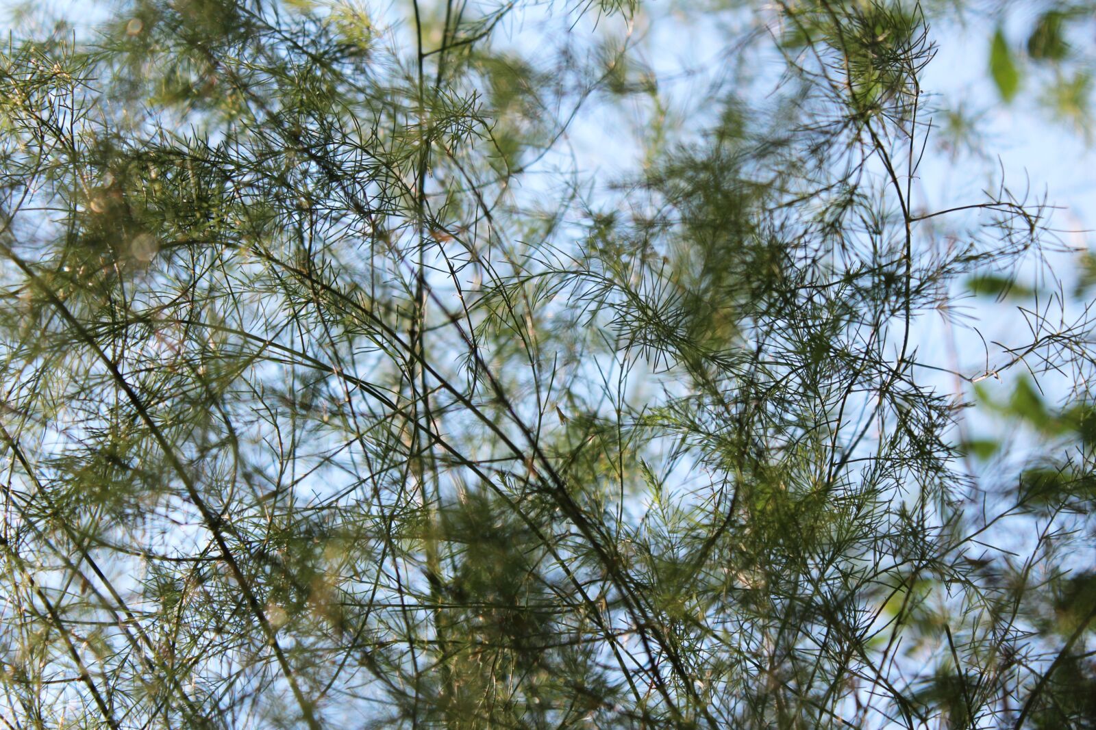 Canon EOS 600D (Rebel EOS T3i / EOS Kiss X5) sample photo. Grass, macro, green photography