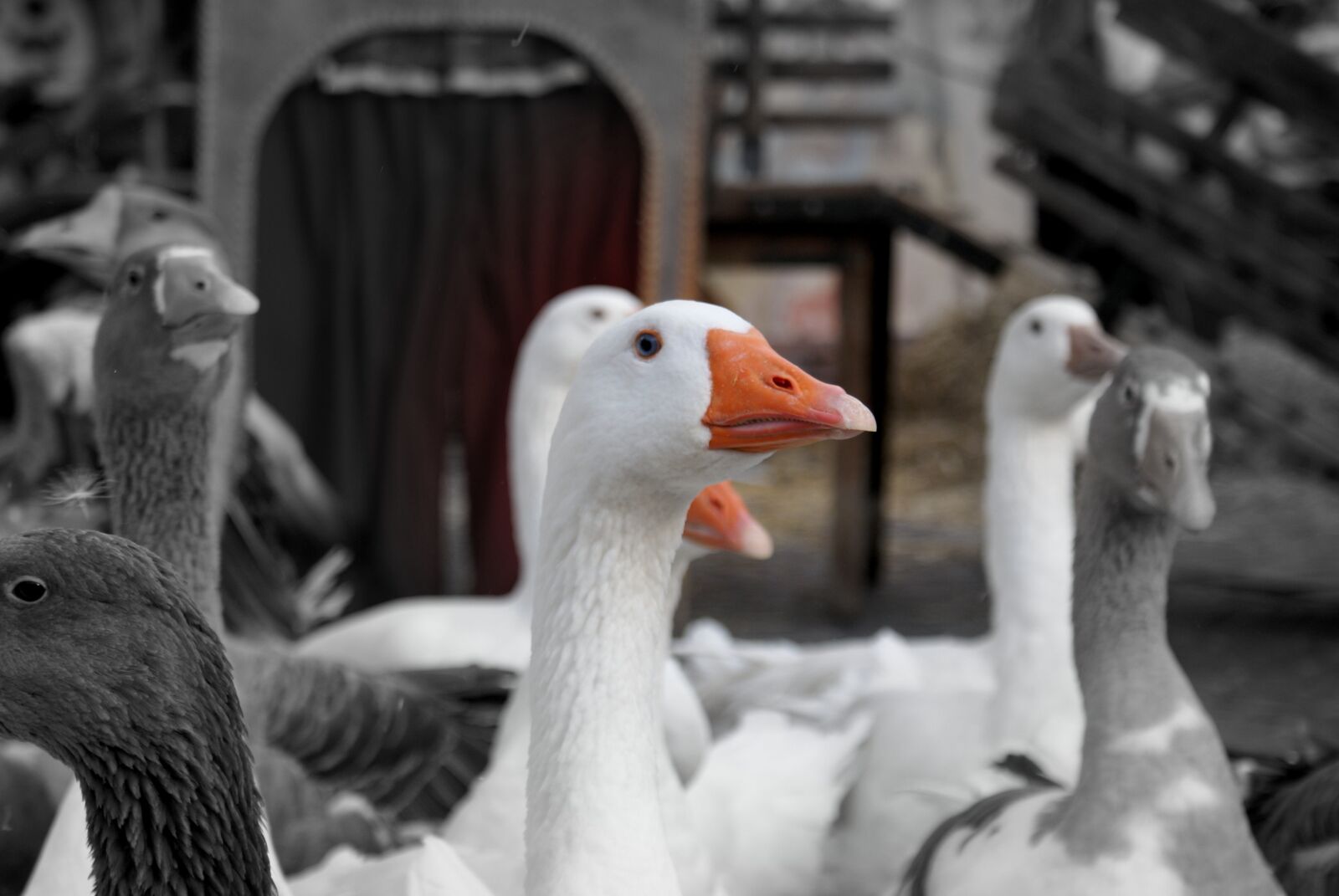Sony Alpha DSLR-A200 sample photo. Goose, animal, farm photography