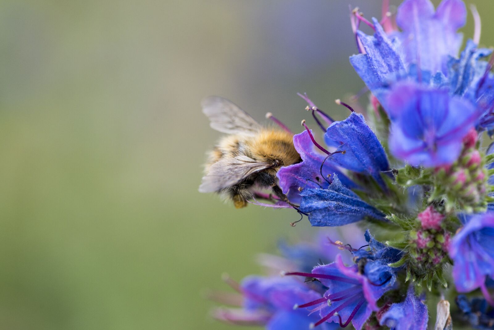 Nikon D750 sample photo. Bee, flower, nature photography