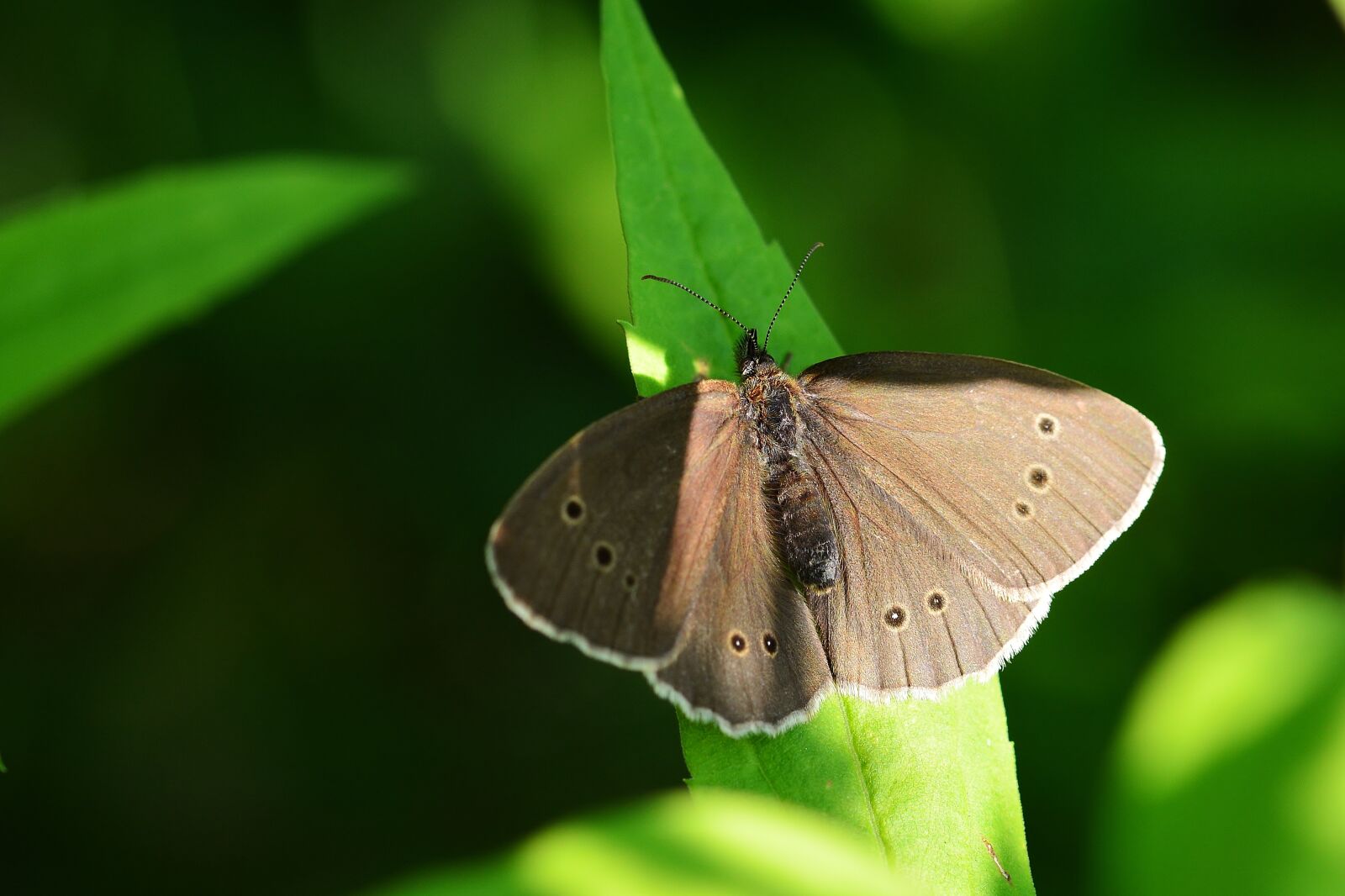 Nikon D5200 sample photo. Brown forest bird, butterfly photography