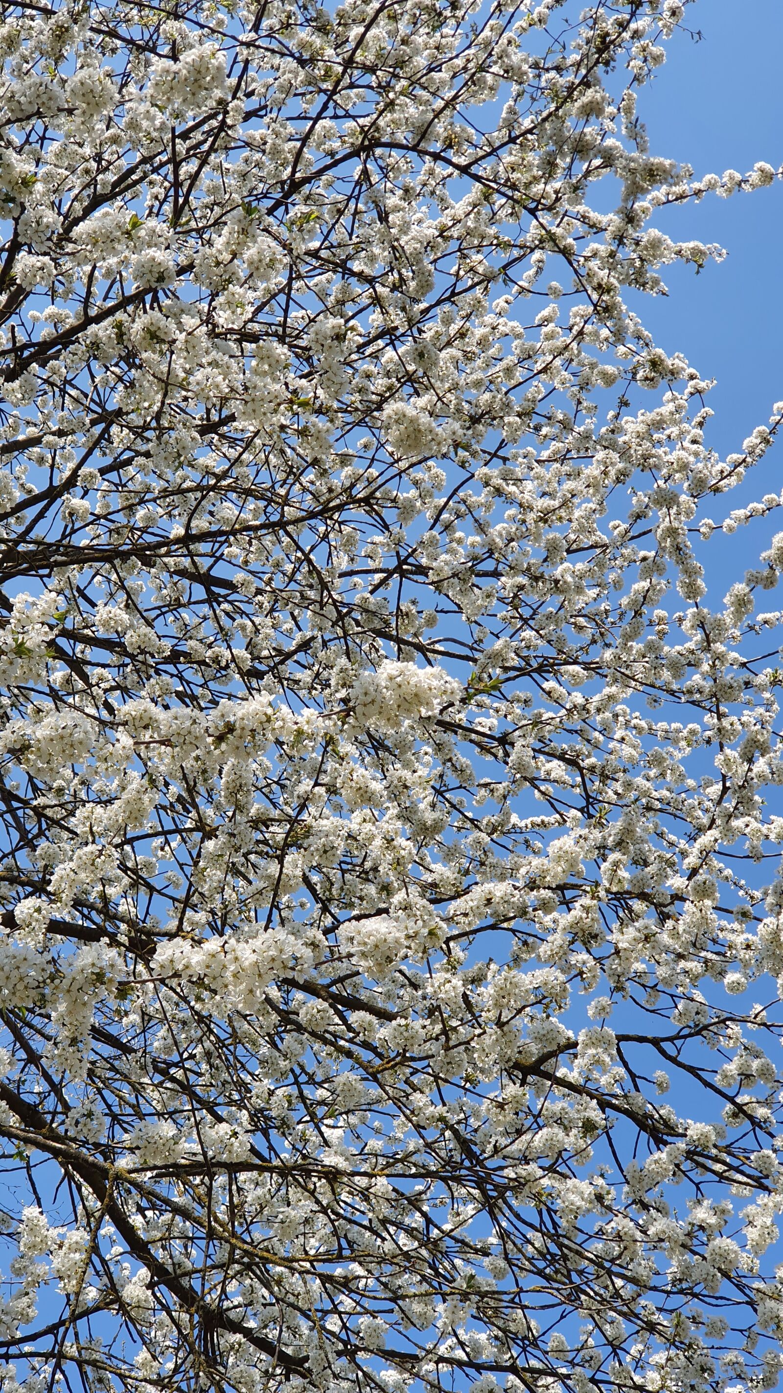 Samsung Galaxy S10+ sample photo. Flowers, tree, spring photography