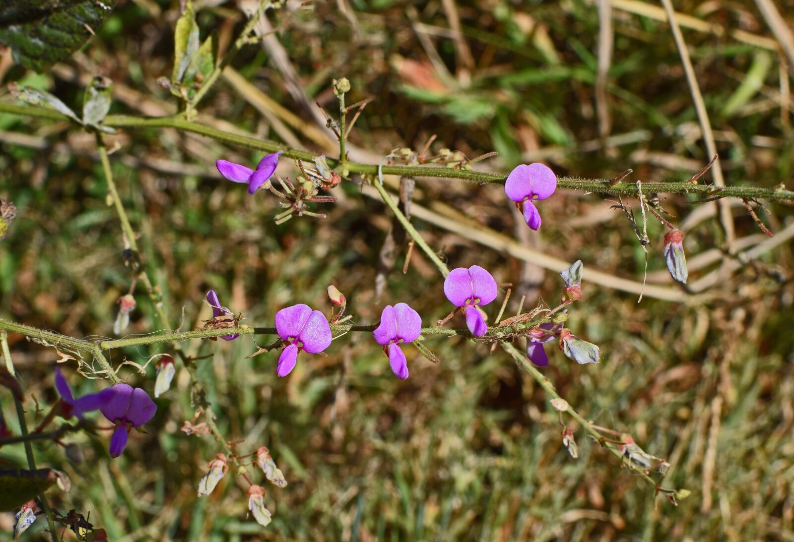 Nikon D3300 sample photo. Wild sweet pea grouping photography