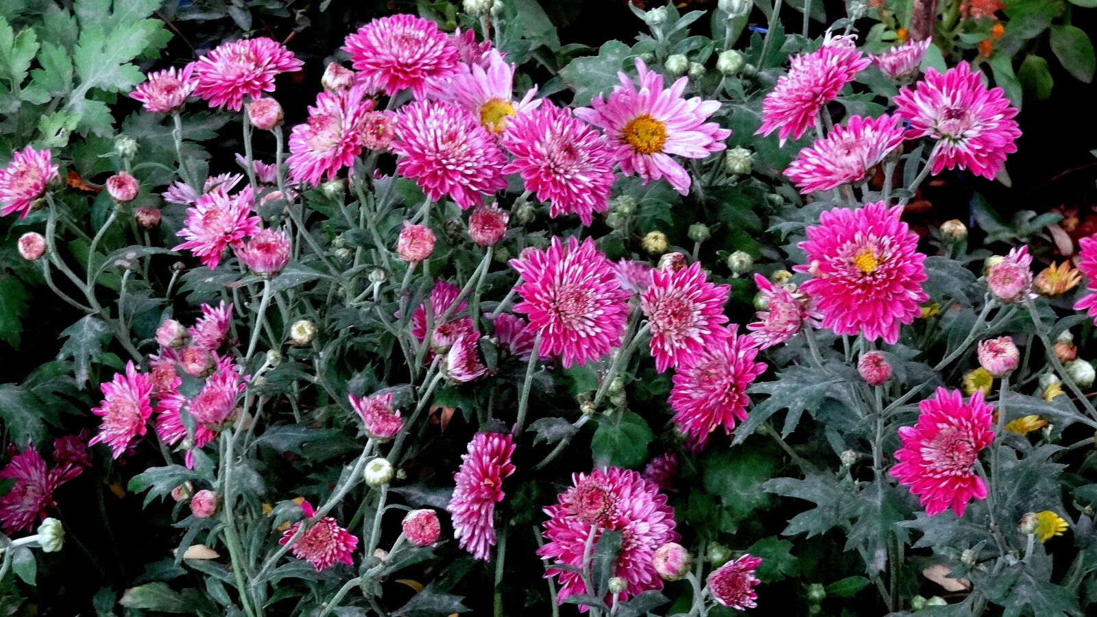 Sony Cyber-shot DSC-HX9V sample photo. Flowers, blooming, outdoors photography