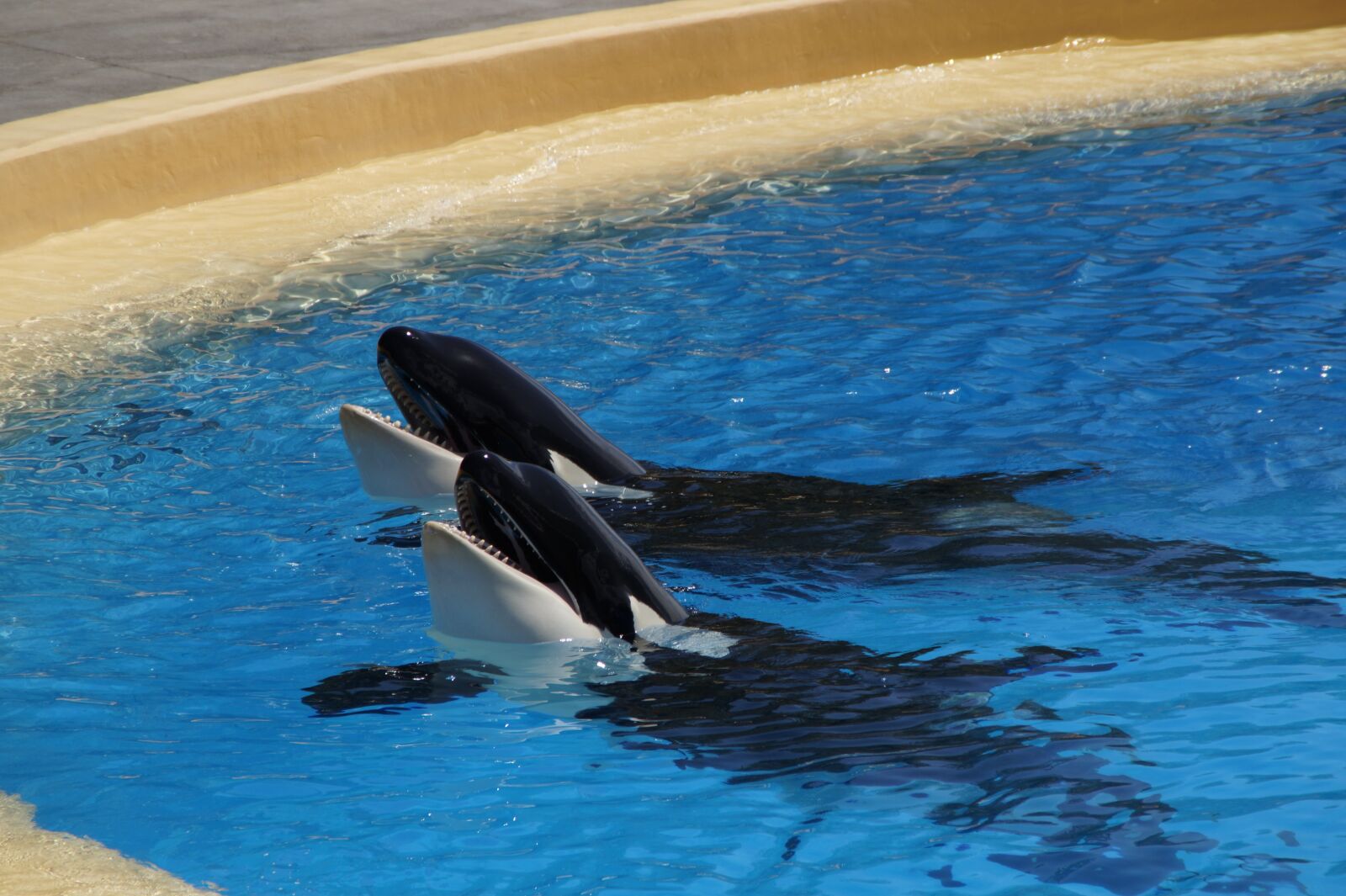 Sony SLT-A58 sample photo. Orca, wal, killer photography