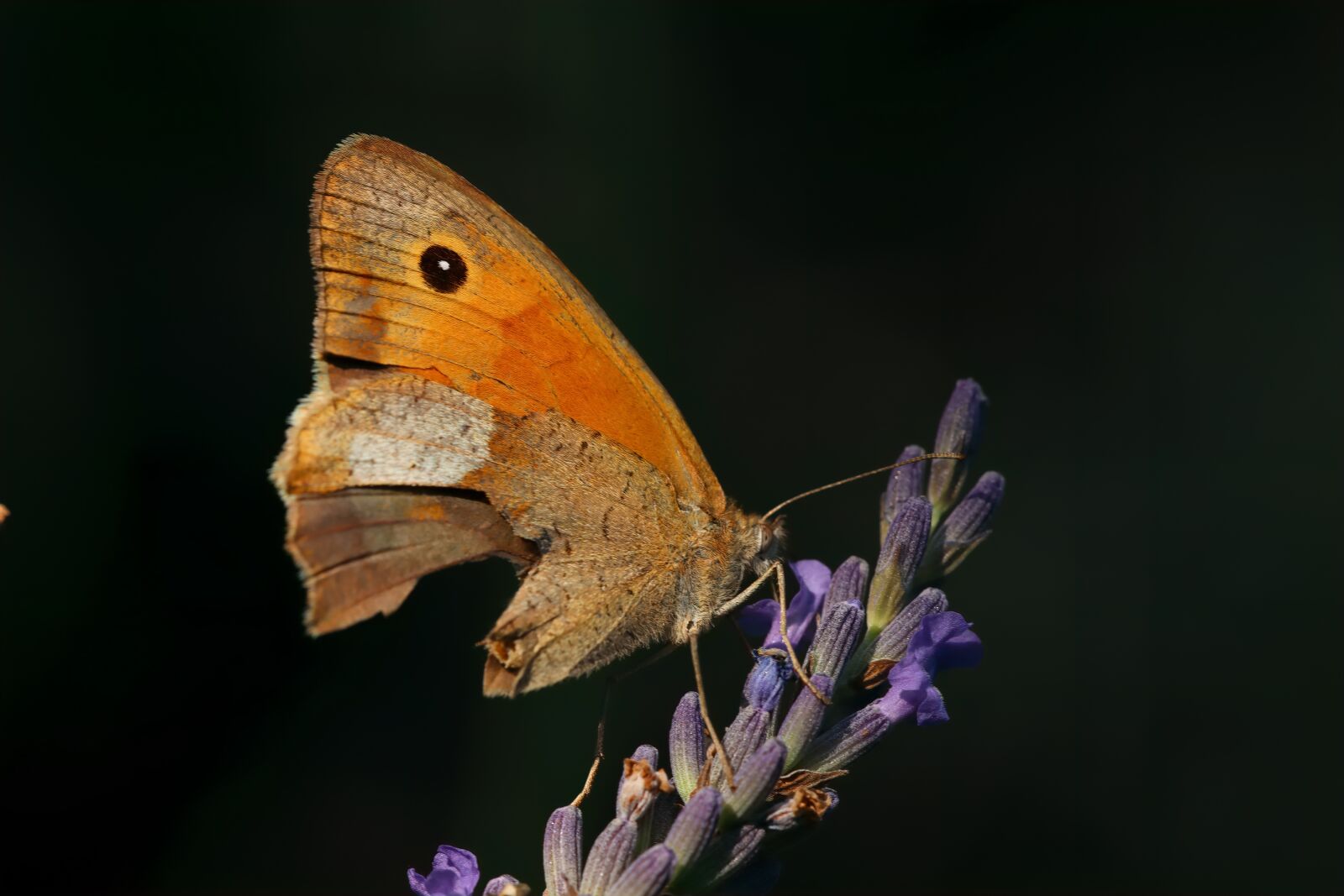 Canon EOS 90D sample photo. Butterfly, insect, lavender photography