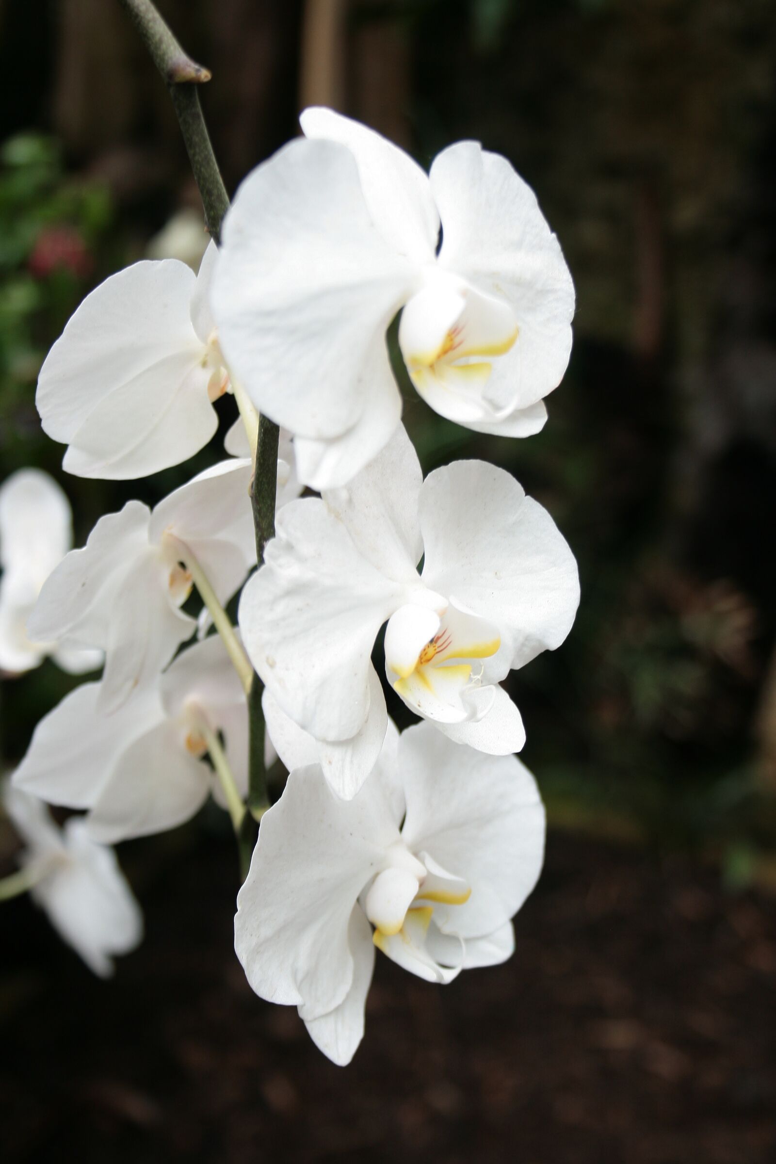 Canon EOS 400D (EOS Digital Rebel XTi / EOS Kiss Digital X) sample photo. Orchid, flower, white photography