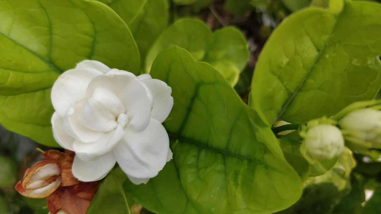 OnePlus 5 sample photo. Jasmine, white flower, mogra photography