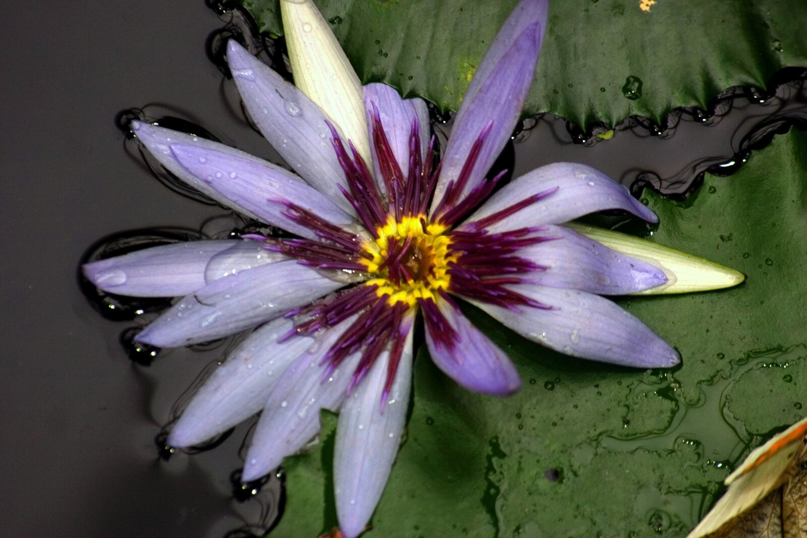 Canon EOS 300D (EOS Digital Rebel / EOS Kiss Digital) sample photo. Water lily, yellow, aquatic photography