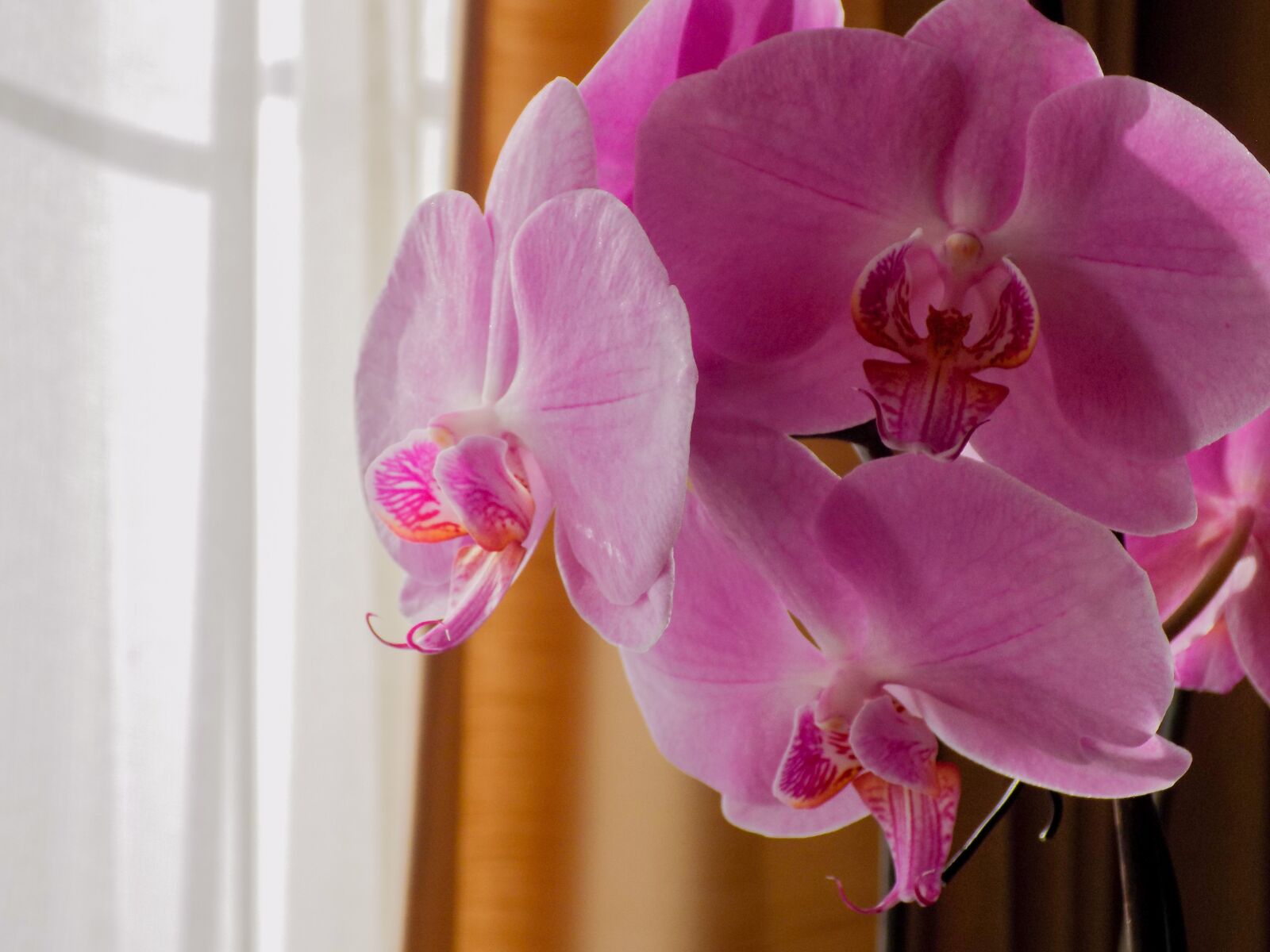 Nikon COOLPIX L330 sample photo. Orchid, flower, flowers photography